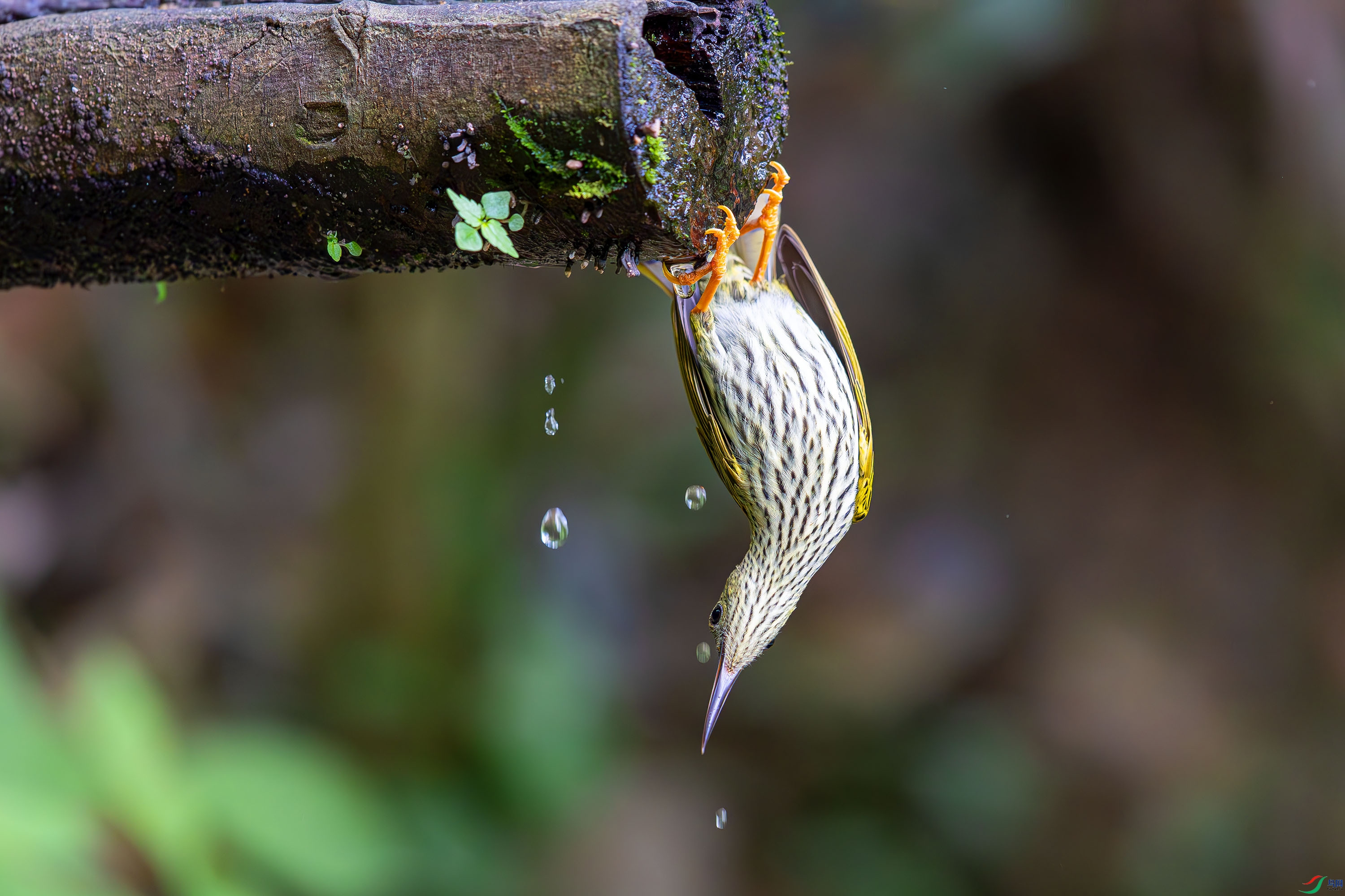 _72A7340-����ǿ-NR.JPG
