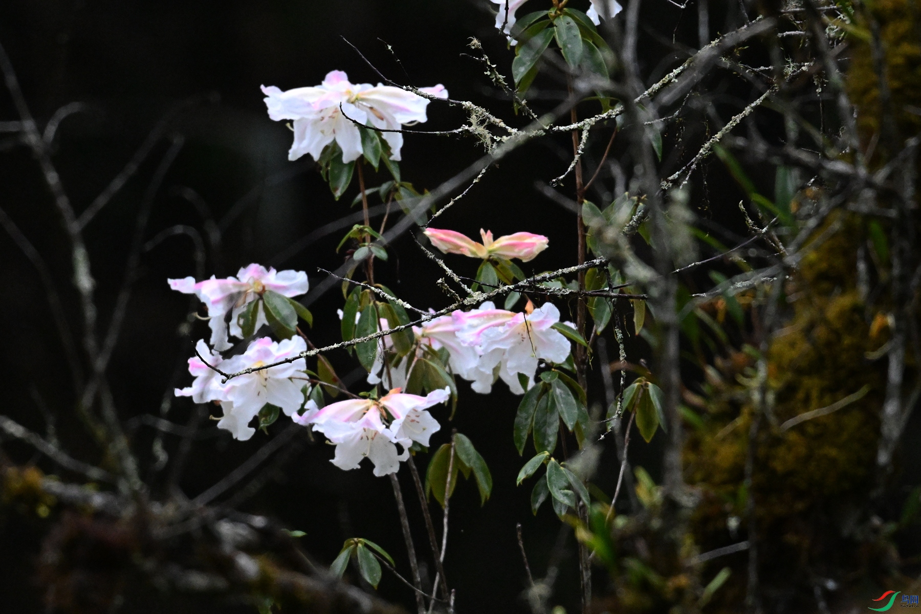 DSC_0183.JPG