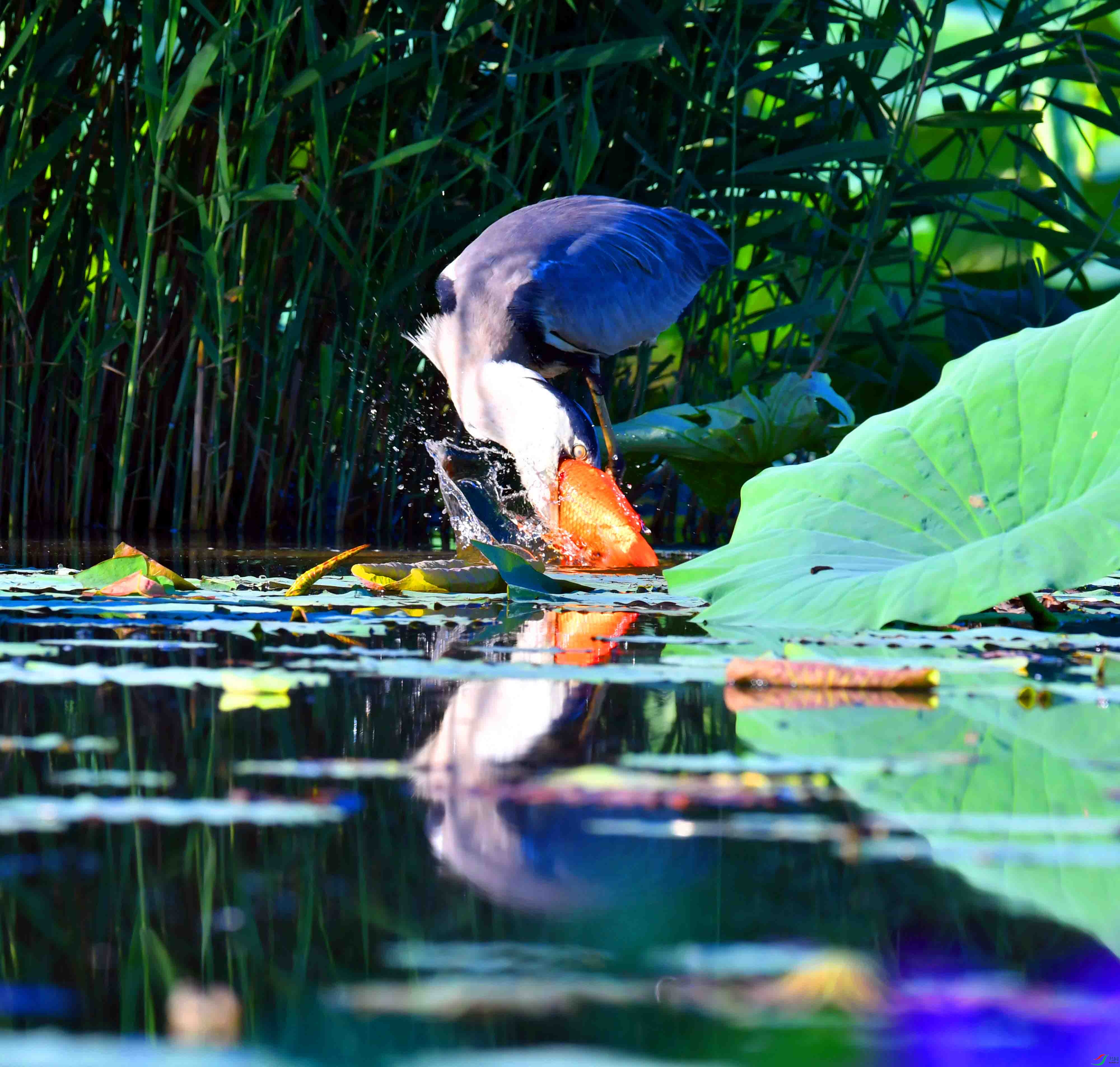 DSC_9765.JPG