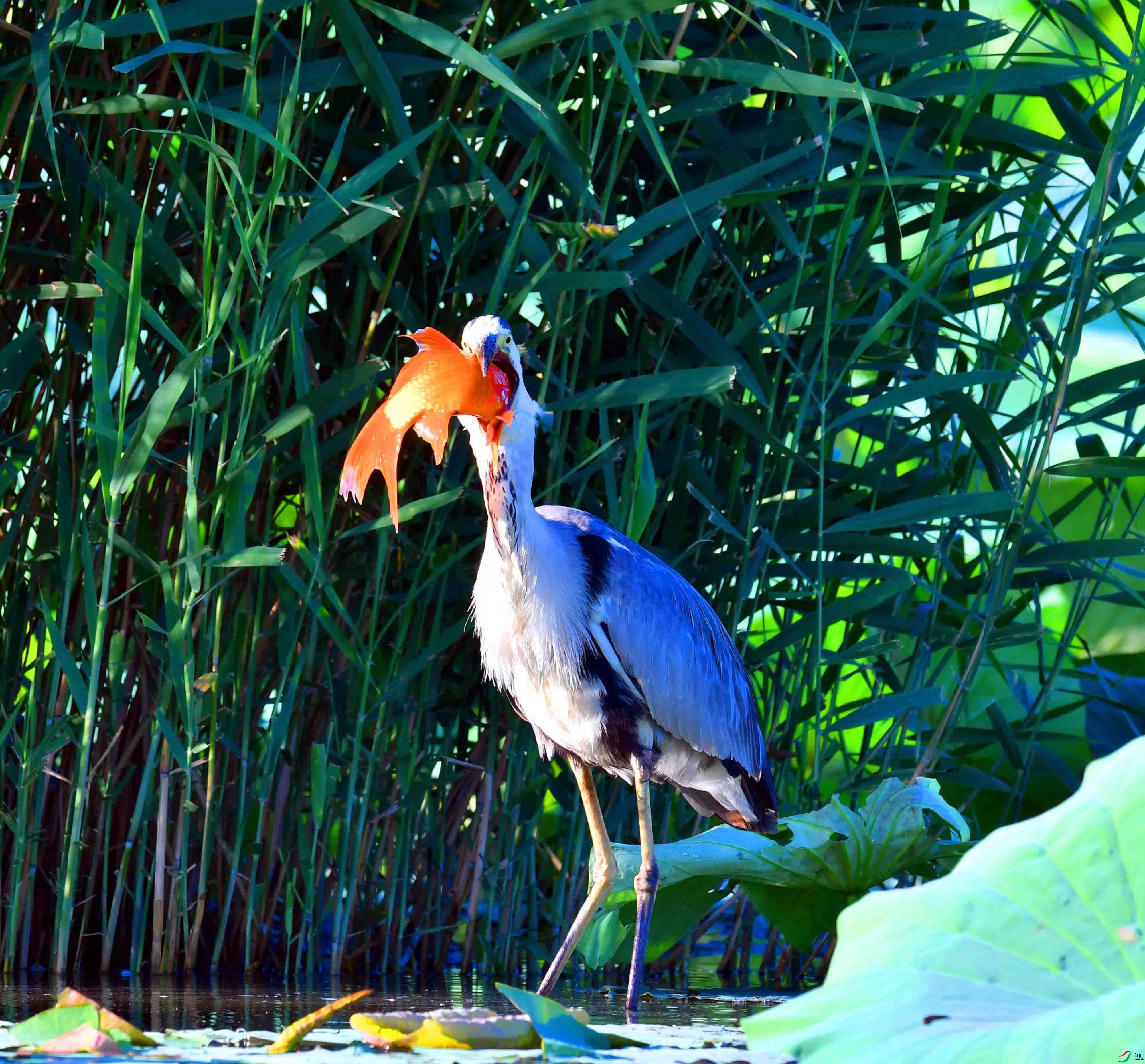 DSC_9781.JPG