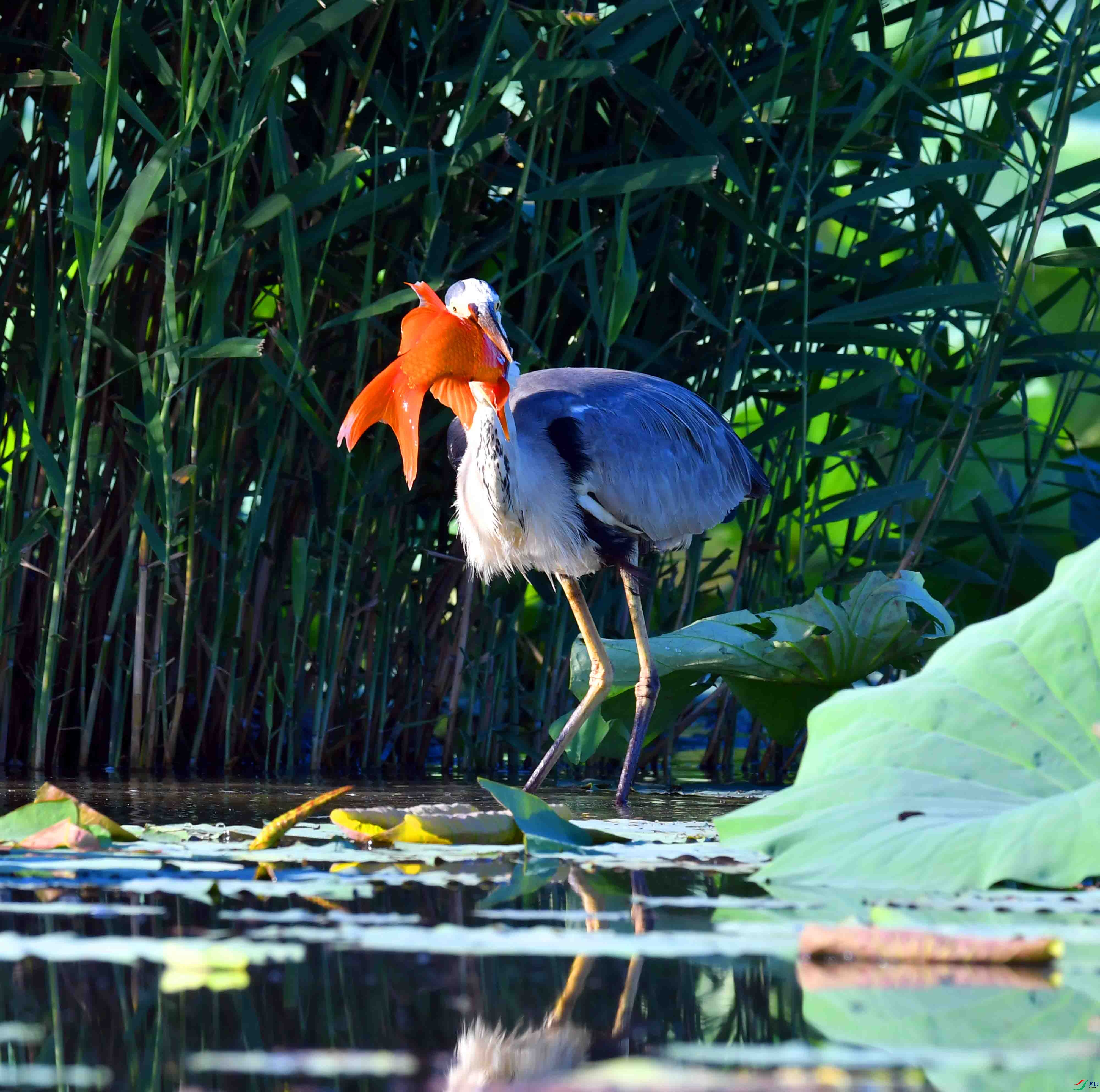 DSC_9774.JPG