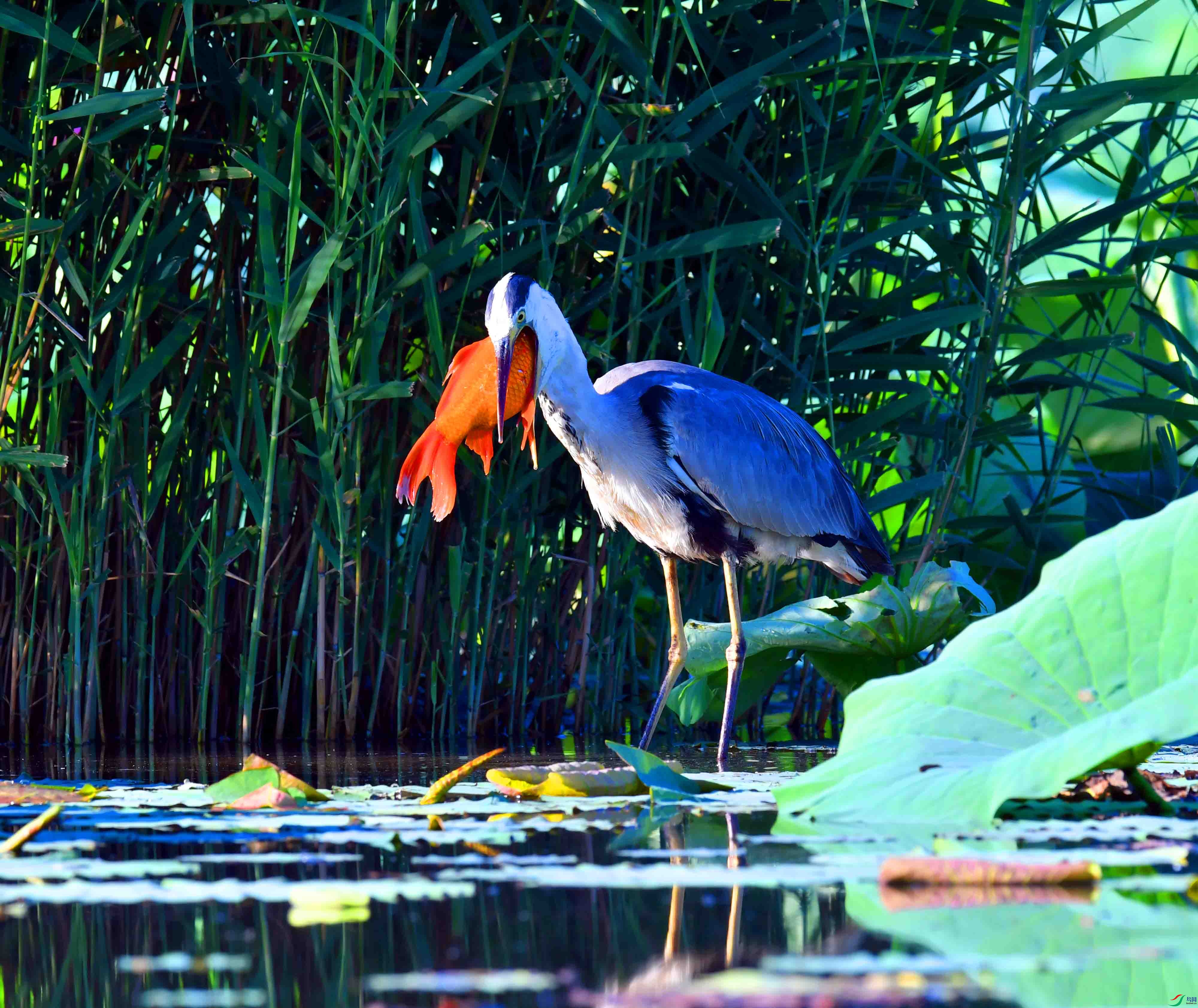DSC_9847.JPG