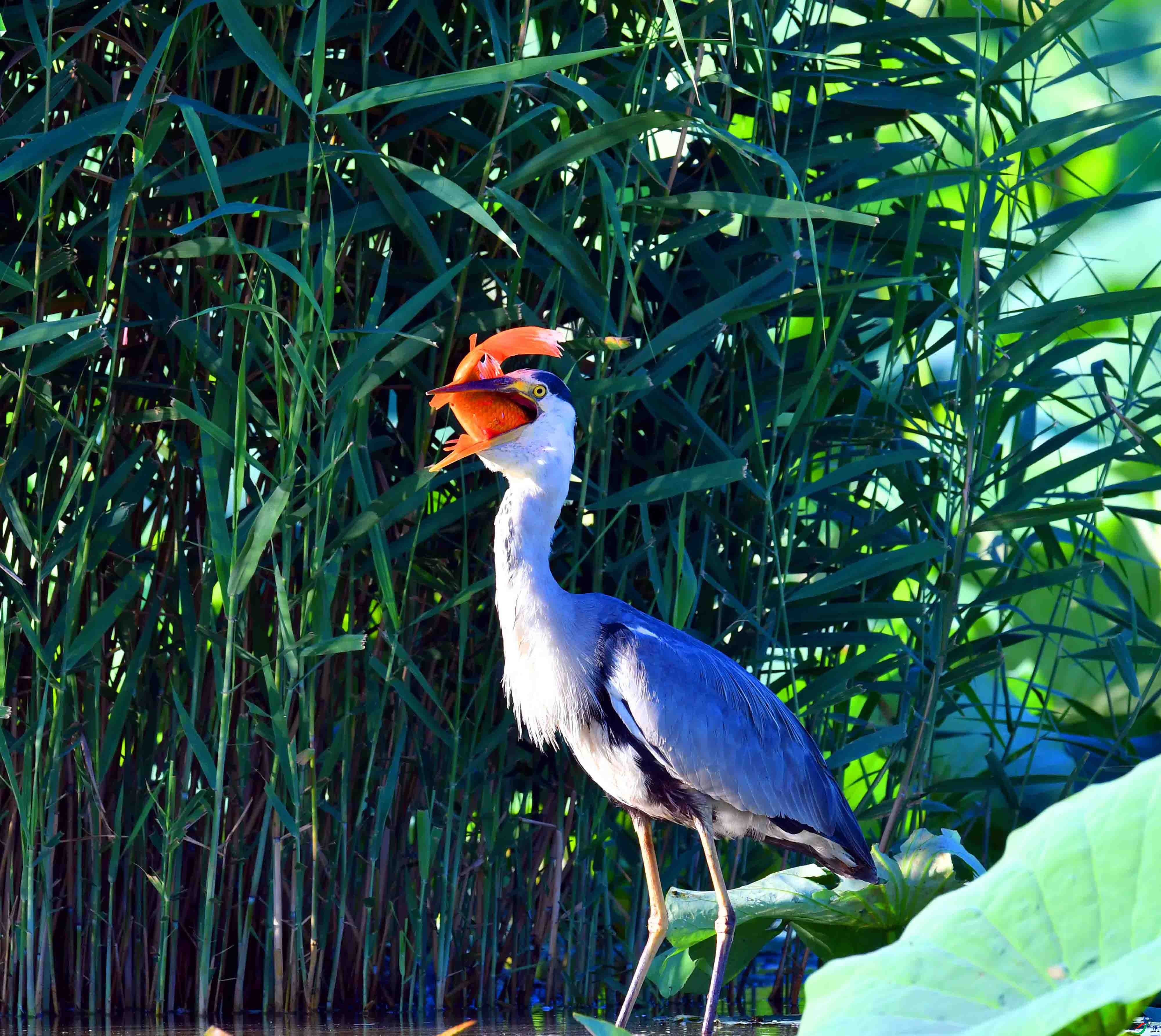 DSC_9855.JPG