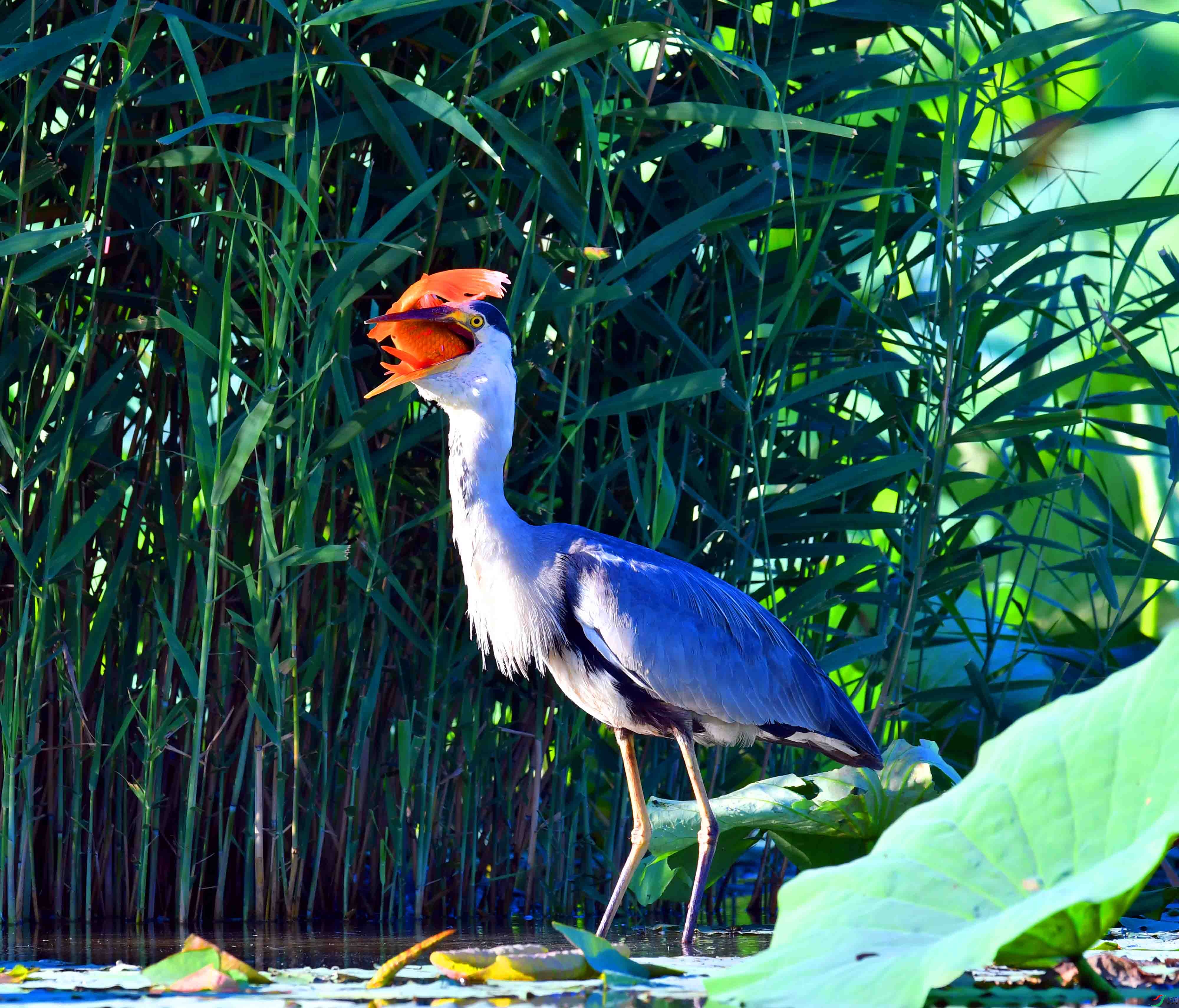 DSC_9853.JPG