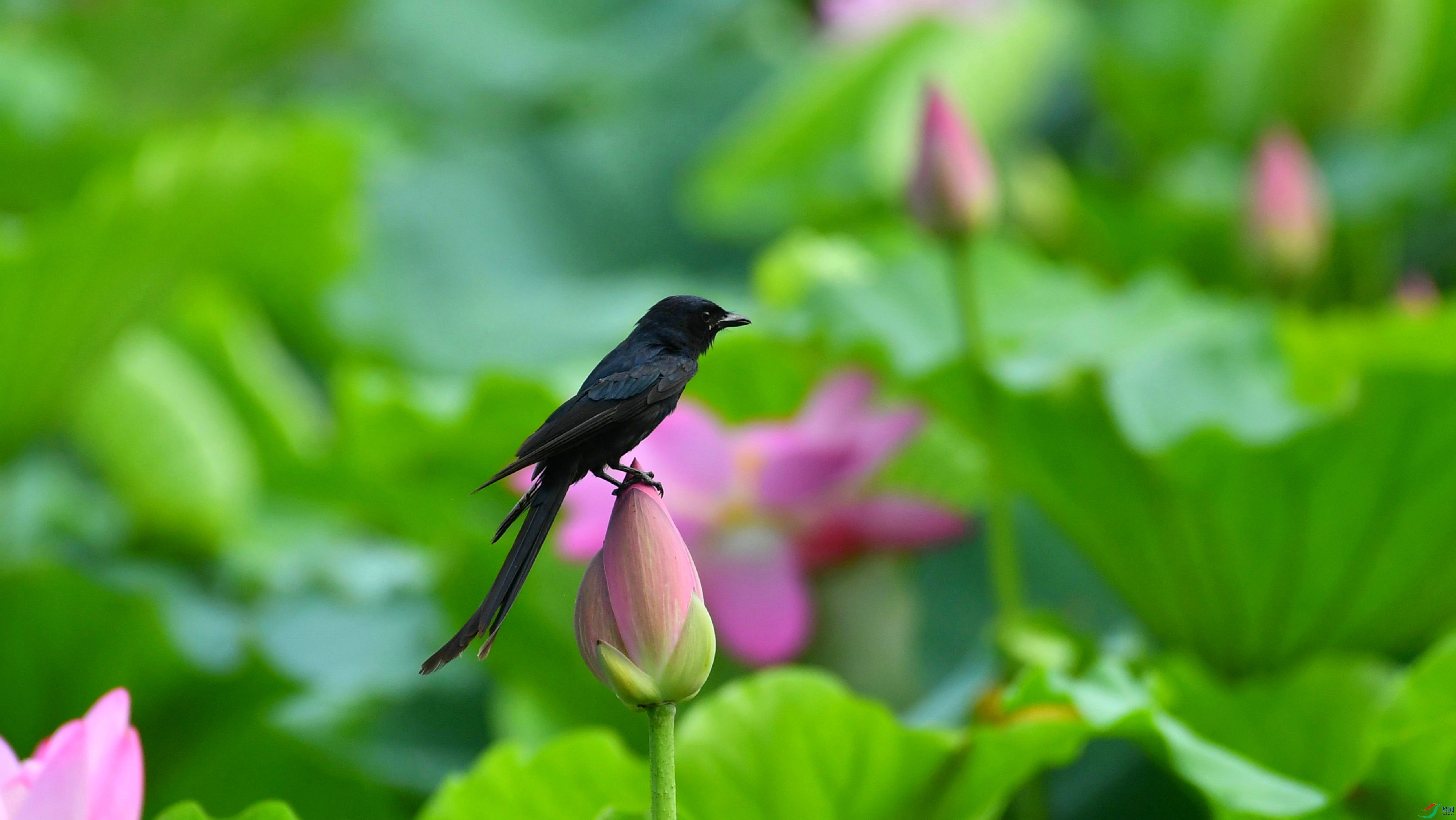 DSC_2064.JPG