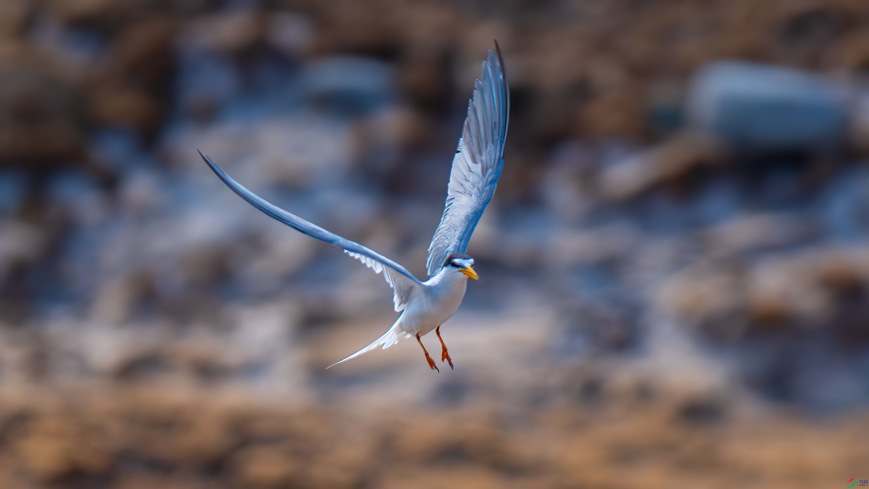 DSC_4391-����ǿ-NR.jpg