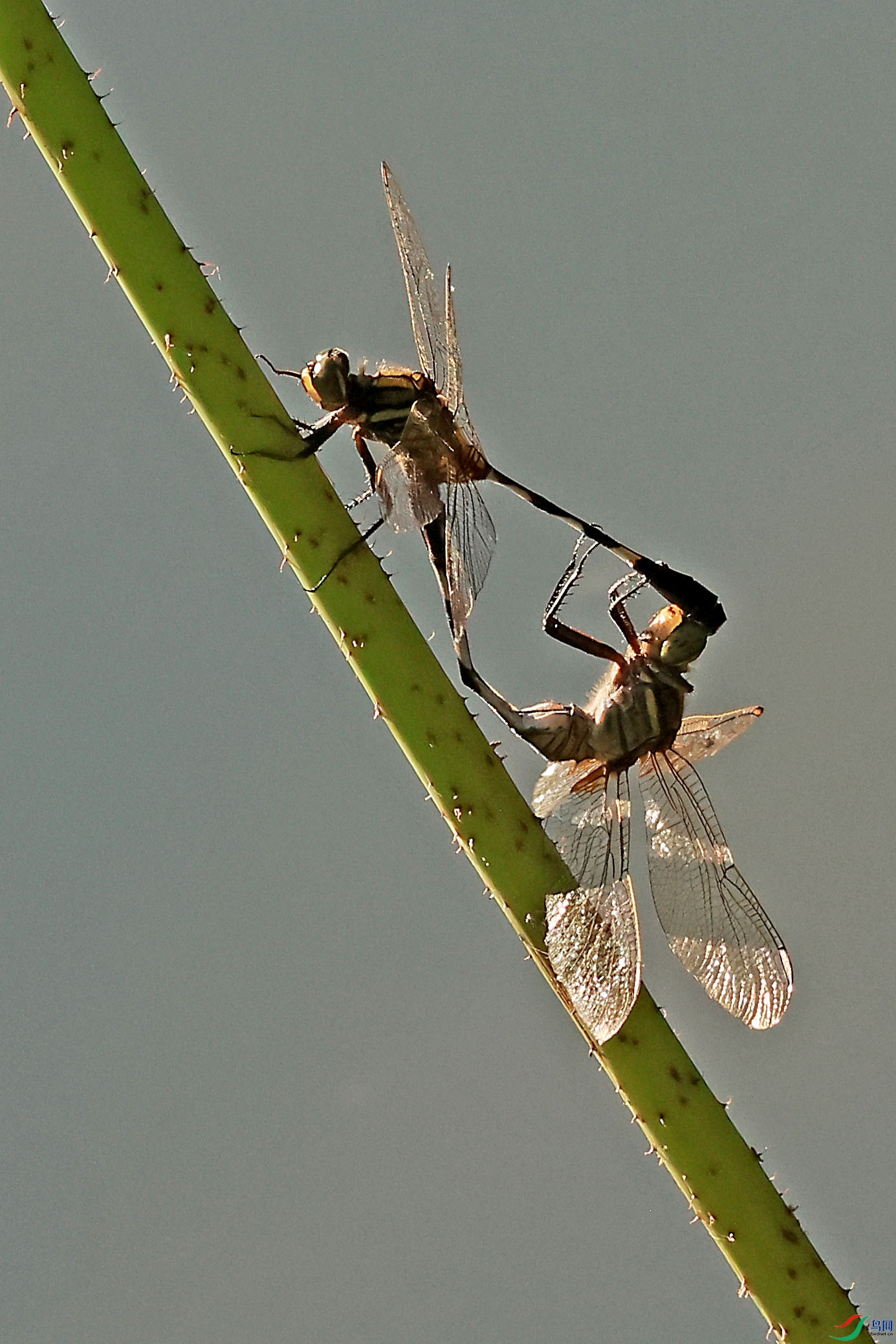 2G9A3371.JPG