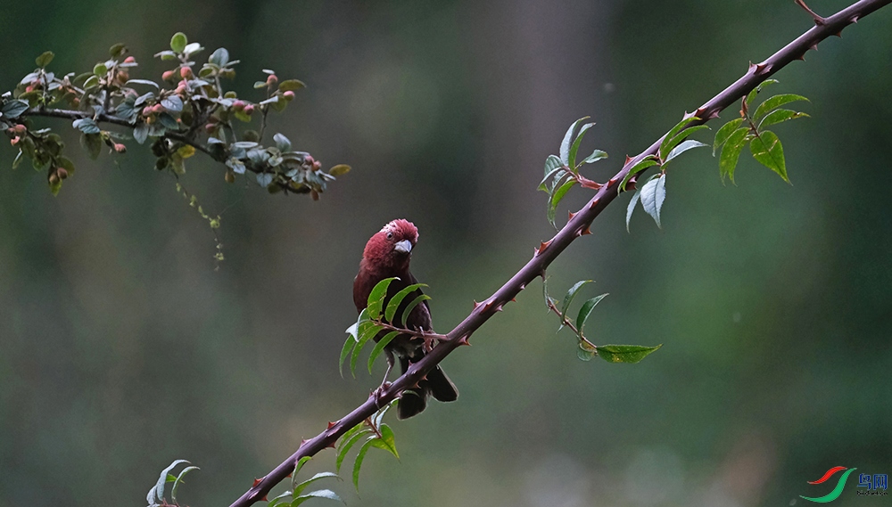 DSCF6096.1.jpg