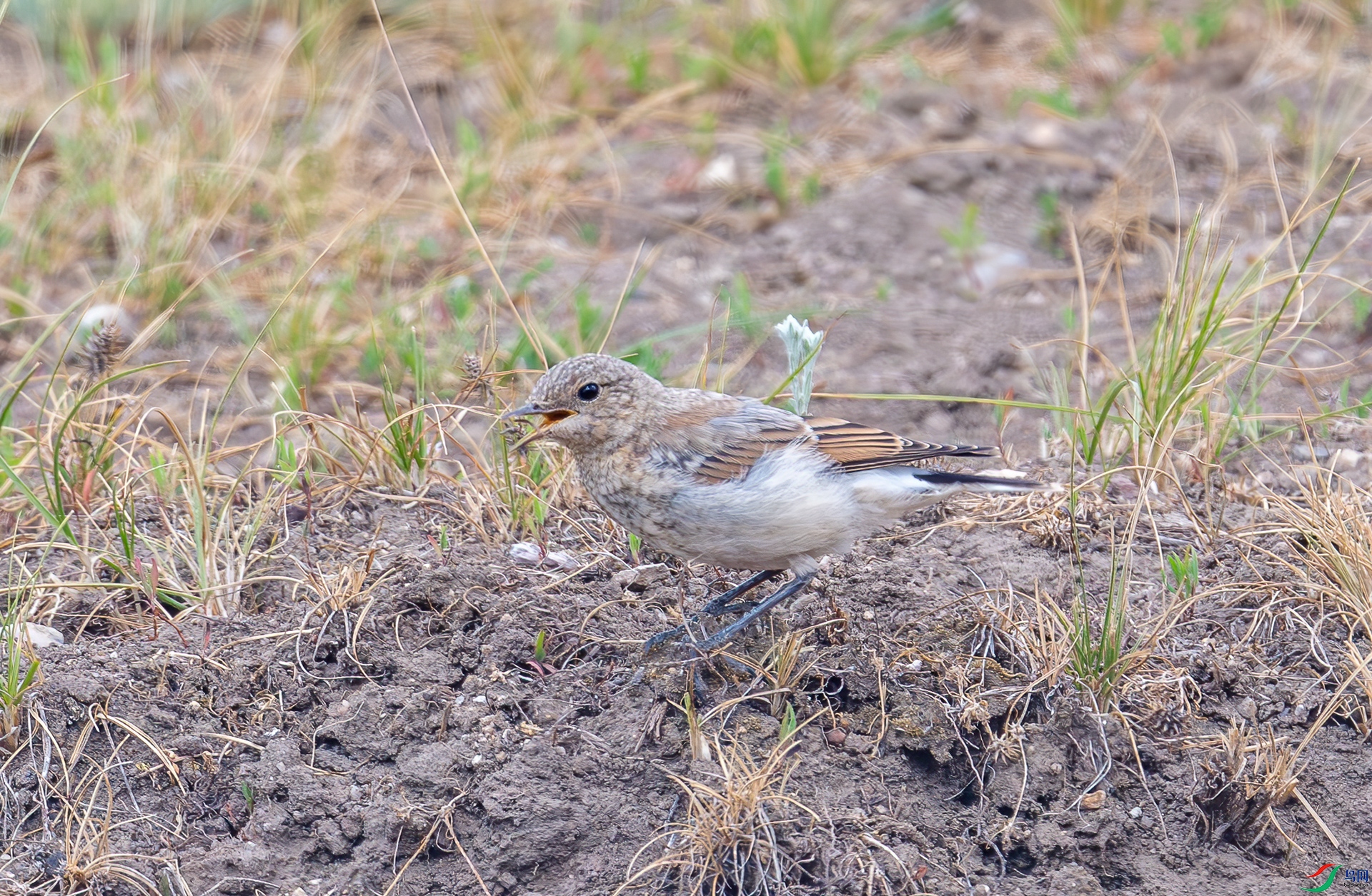 DSC_7294.jpg