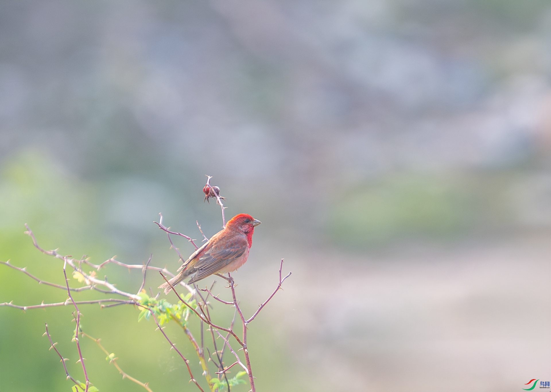 DSC_7963.jpg