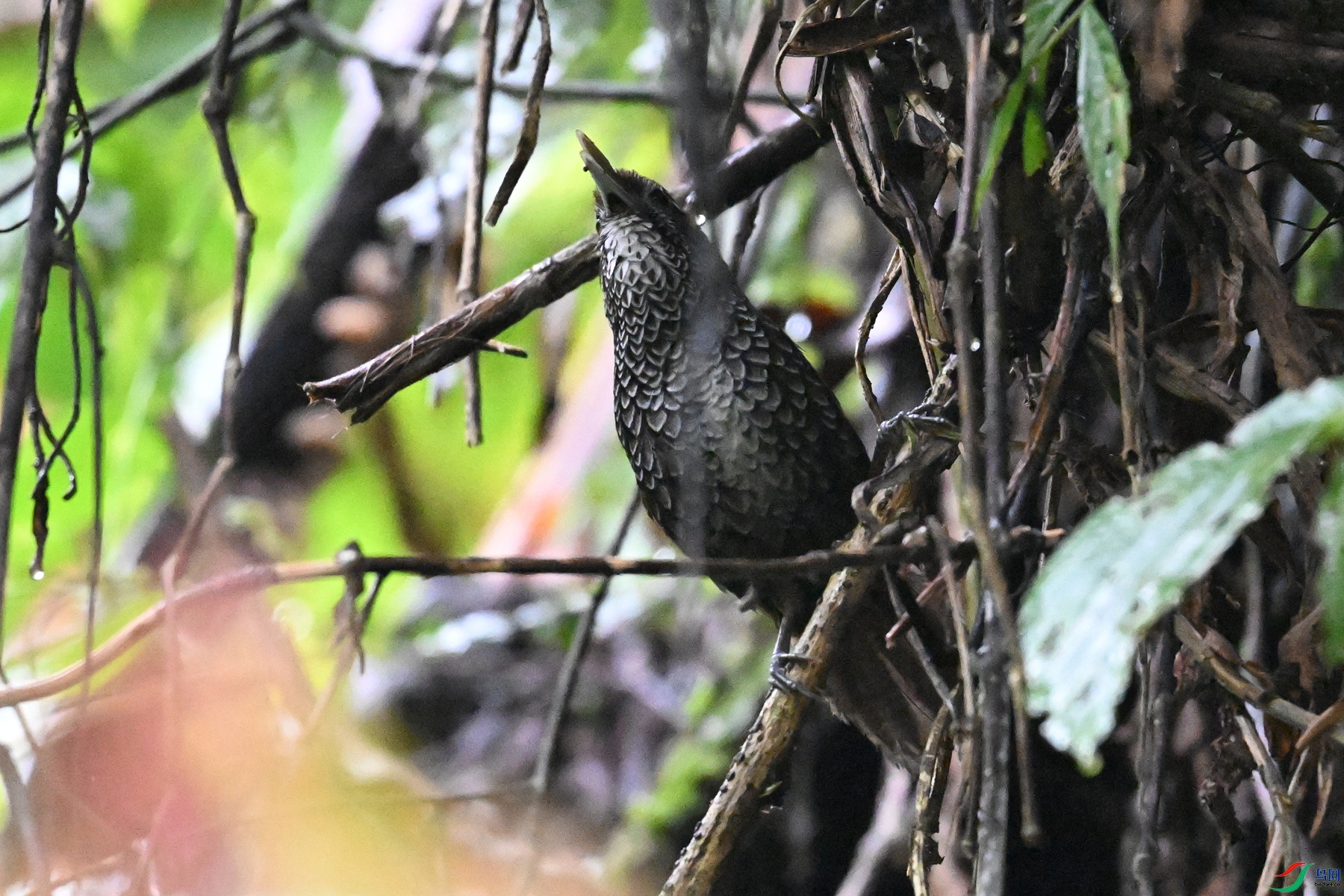 DSC_0251.JPG