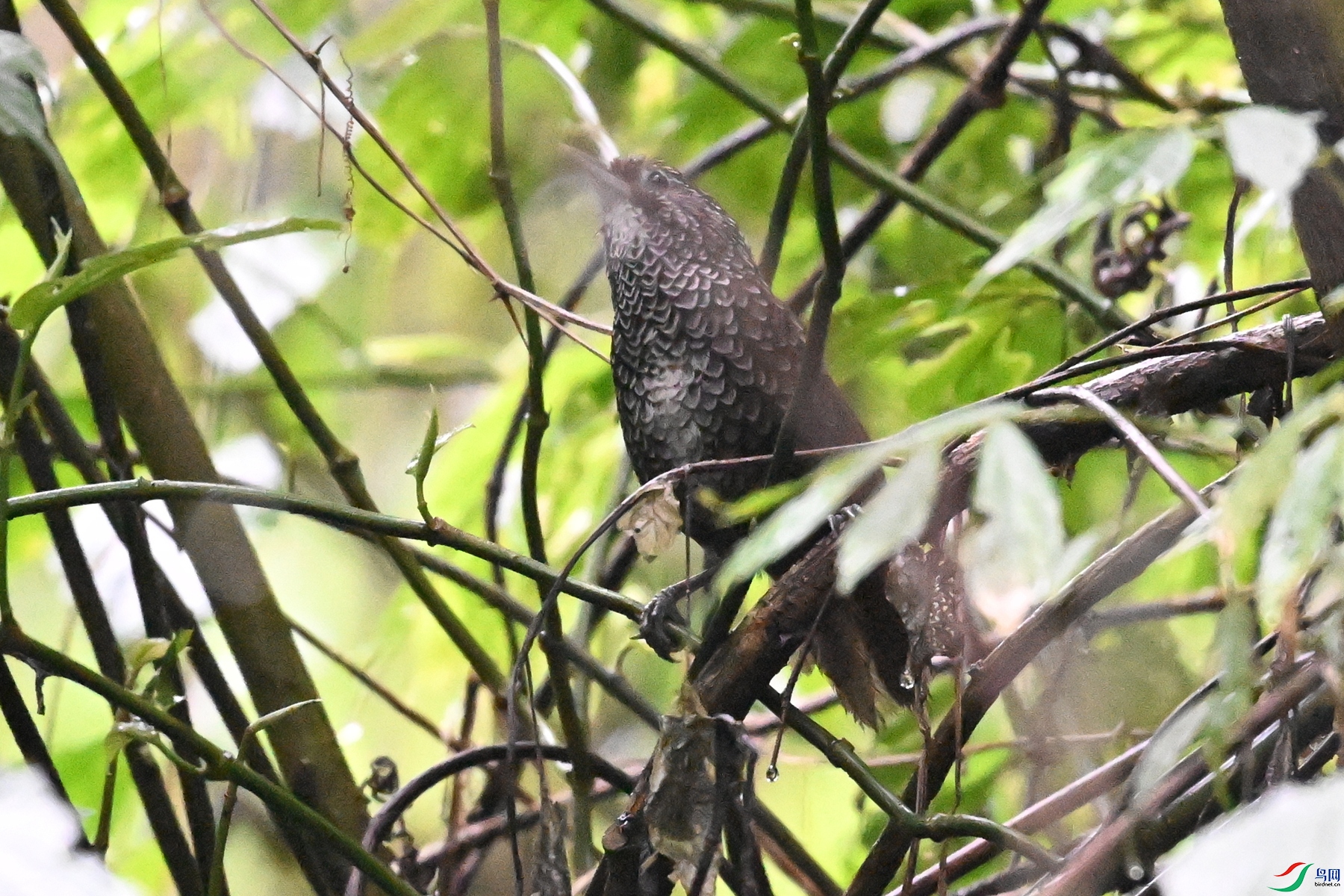 DSC_0221.JPG