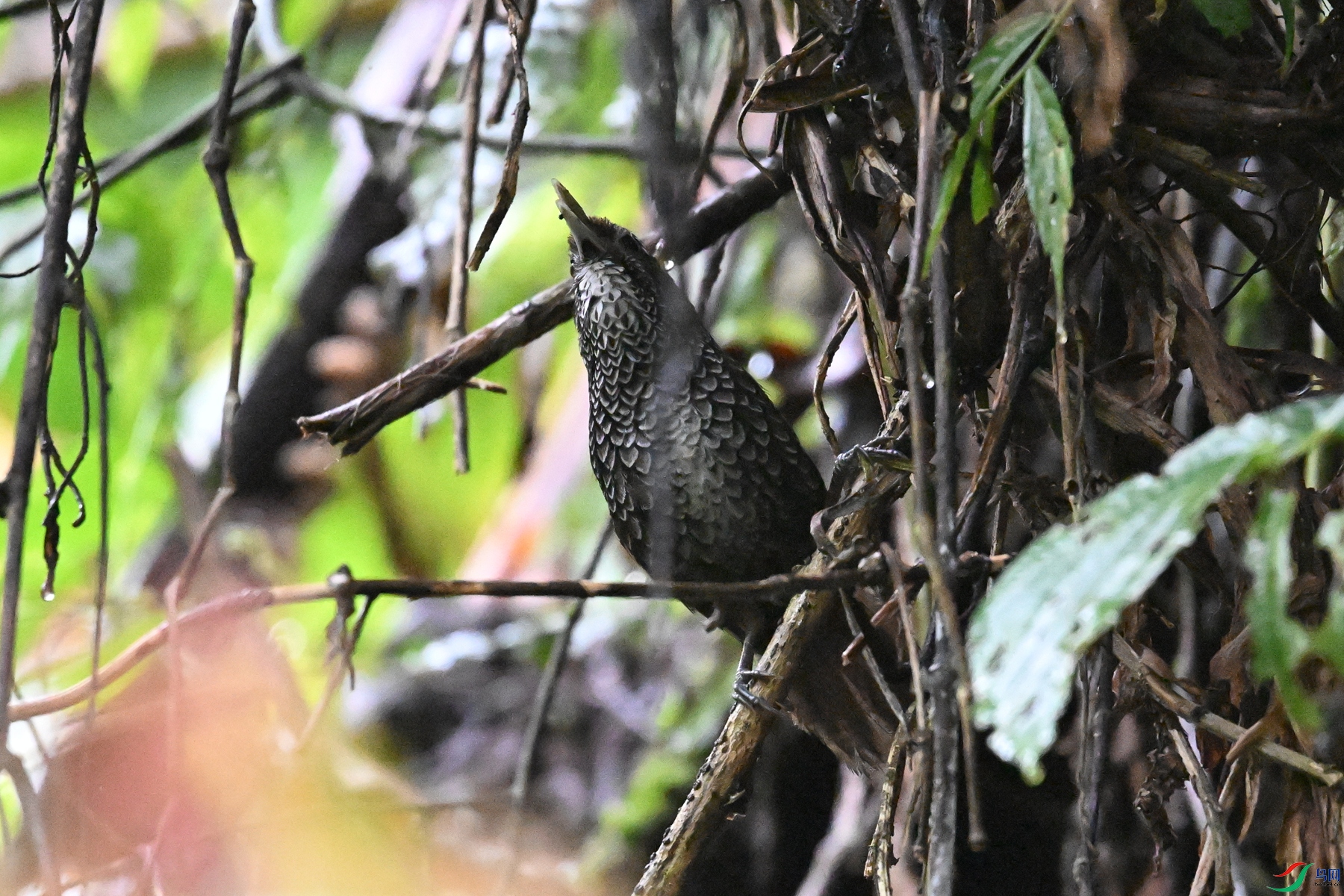 DSC_0252.JPG