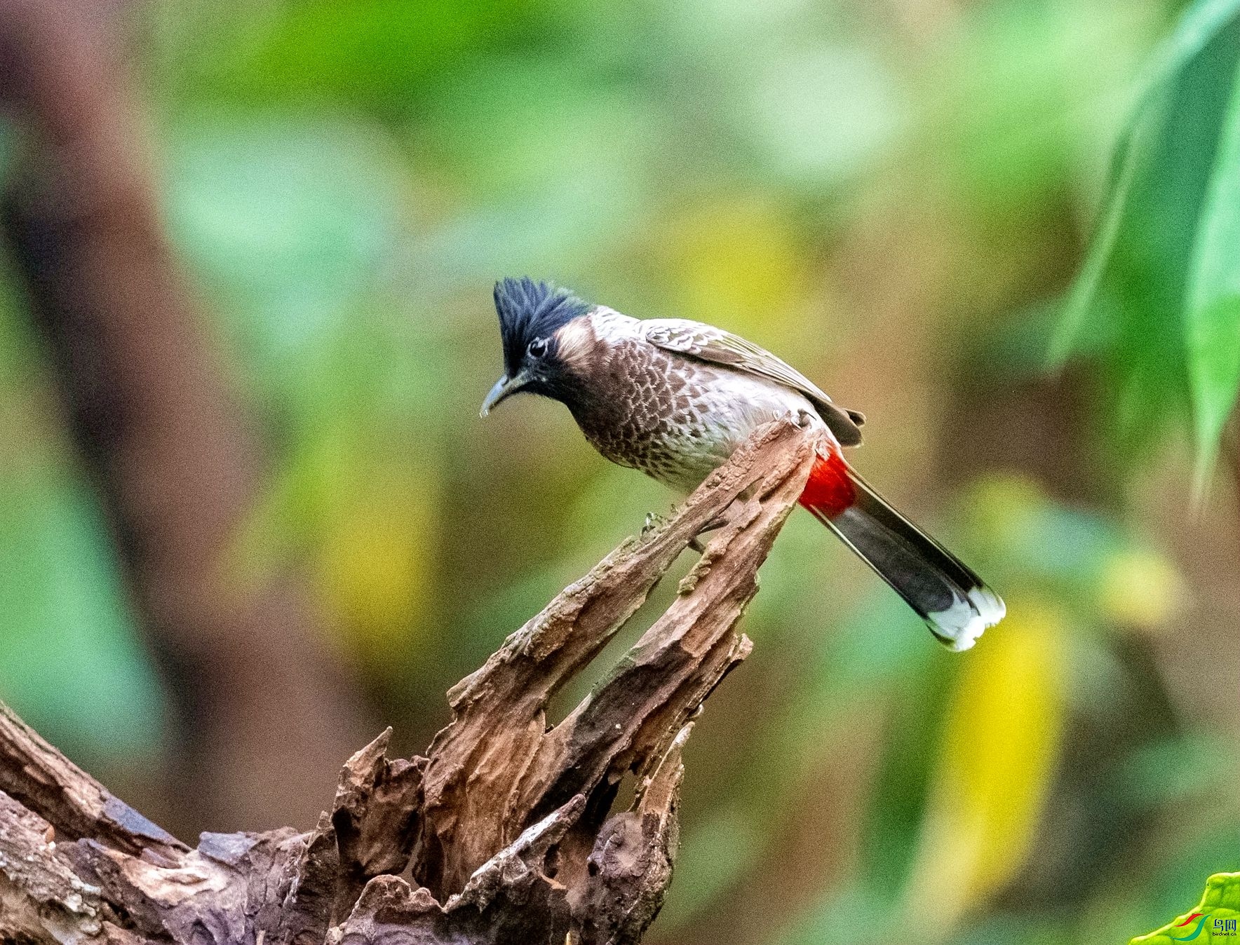 DSC_3619_����.jpg