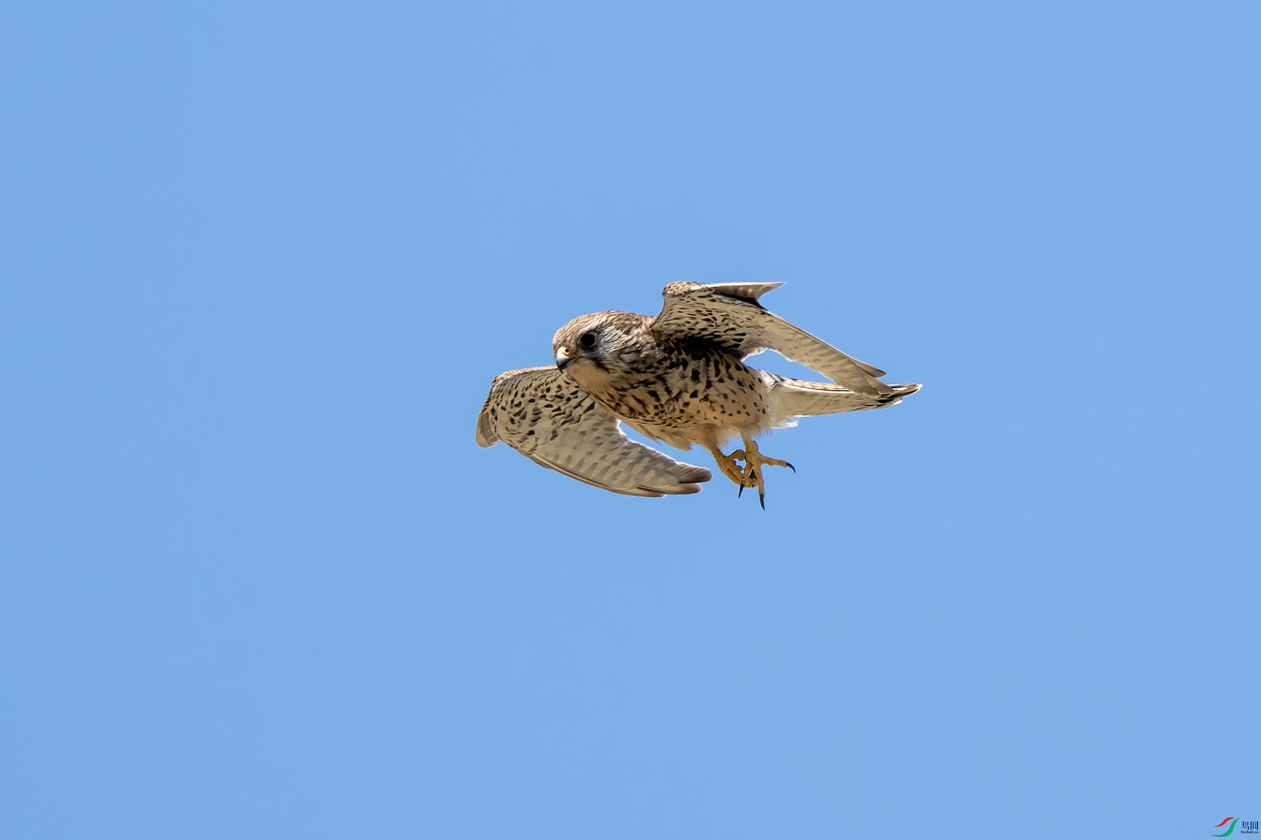 DSC_3410-����.jpg