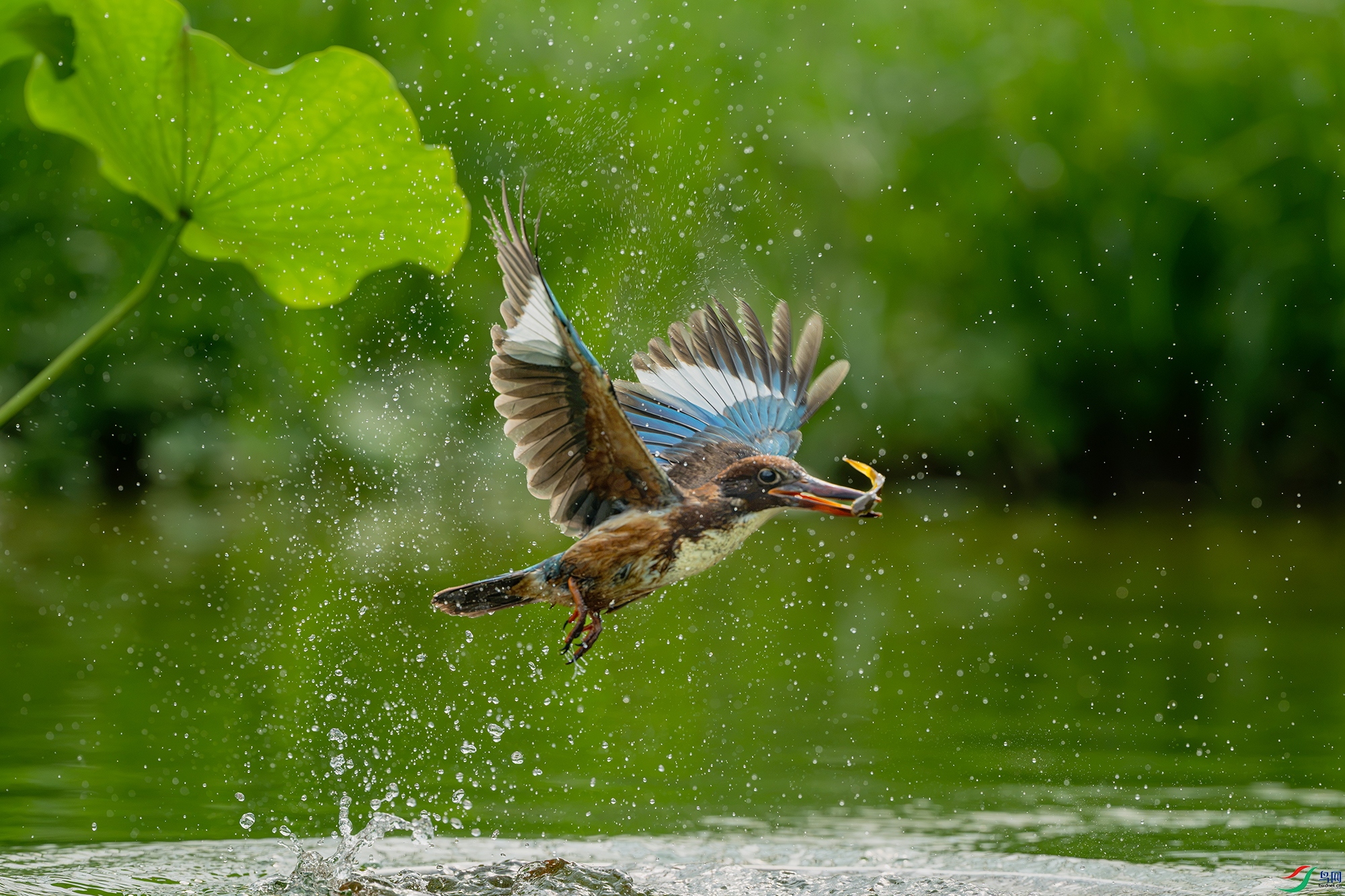 _DSC1218 ����С.jpg