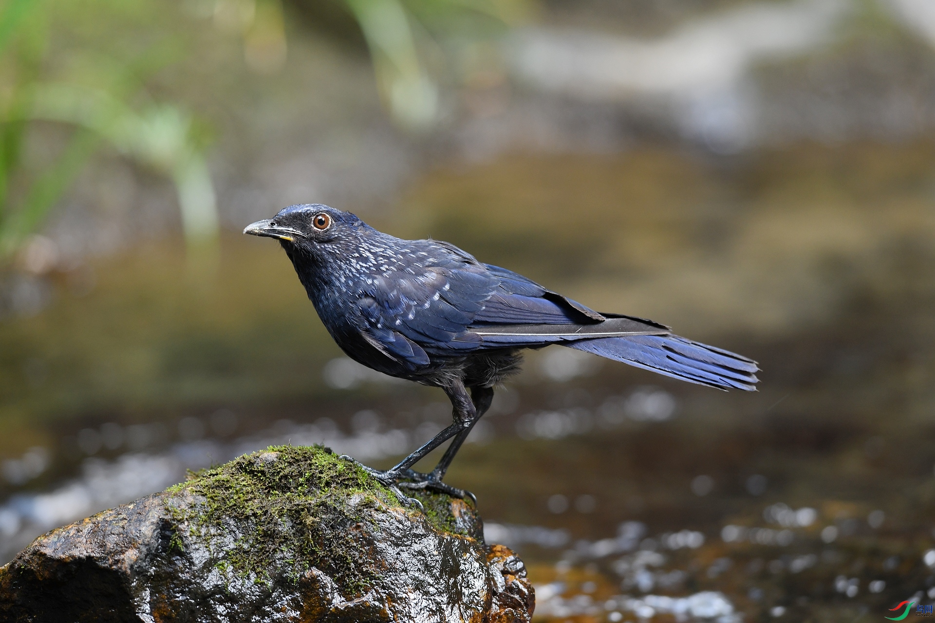 DSC_7043.jpg