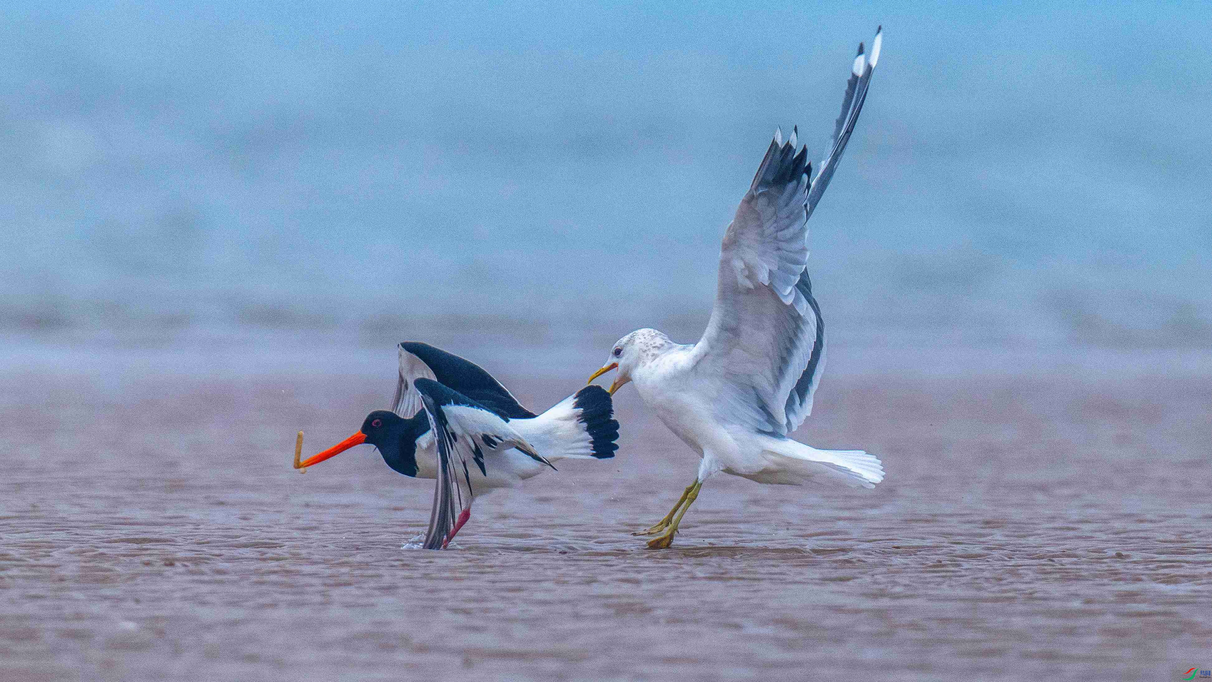DSC_8354_����.jpg