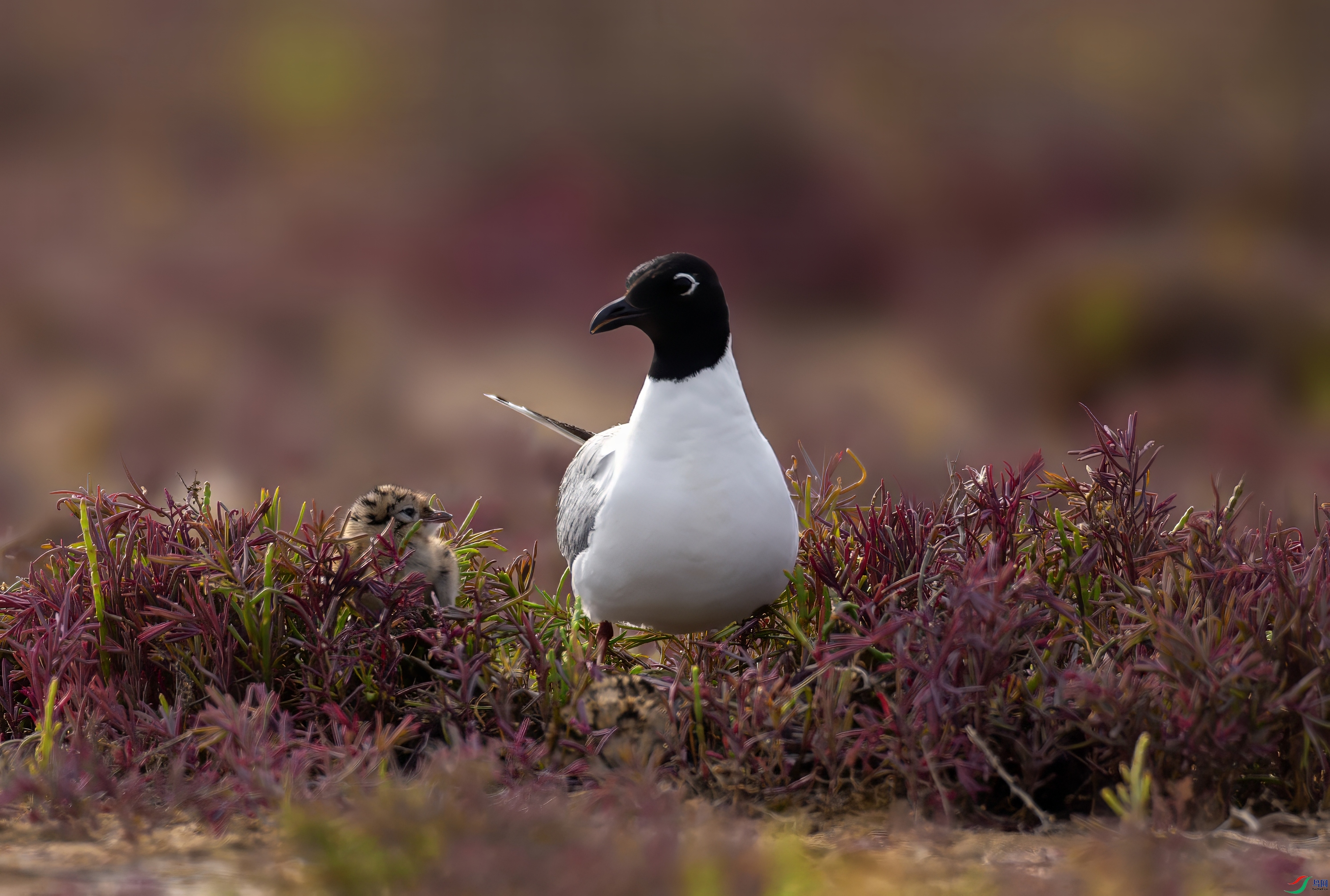 _X0A4839-topaz-denoise.jpeg