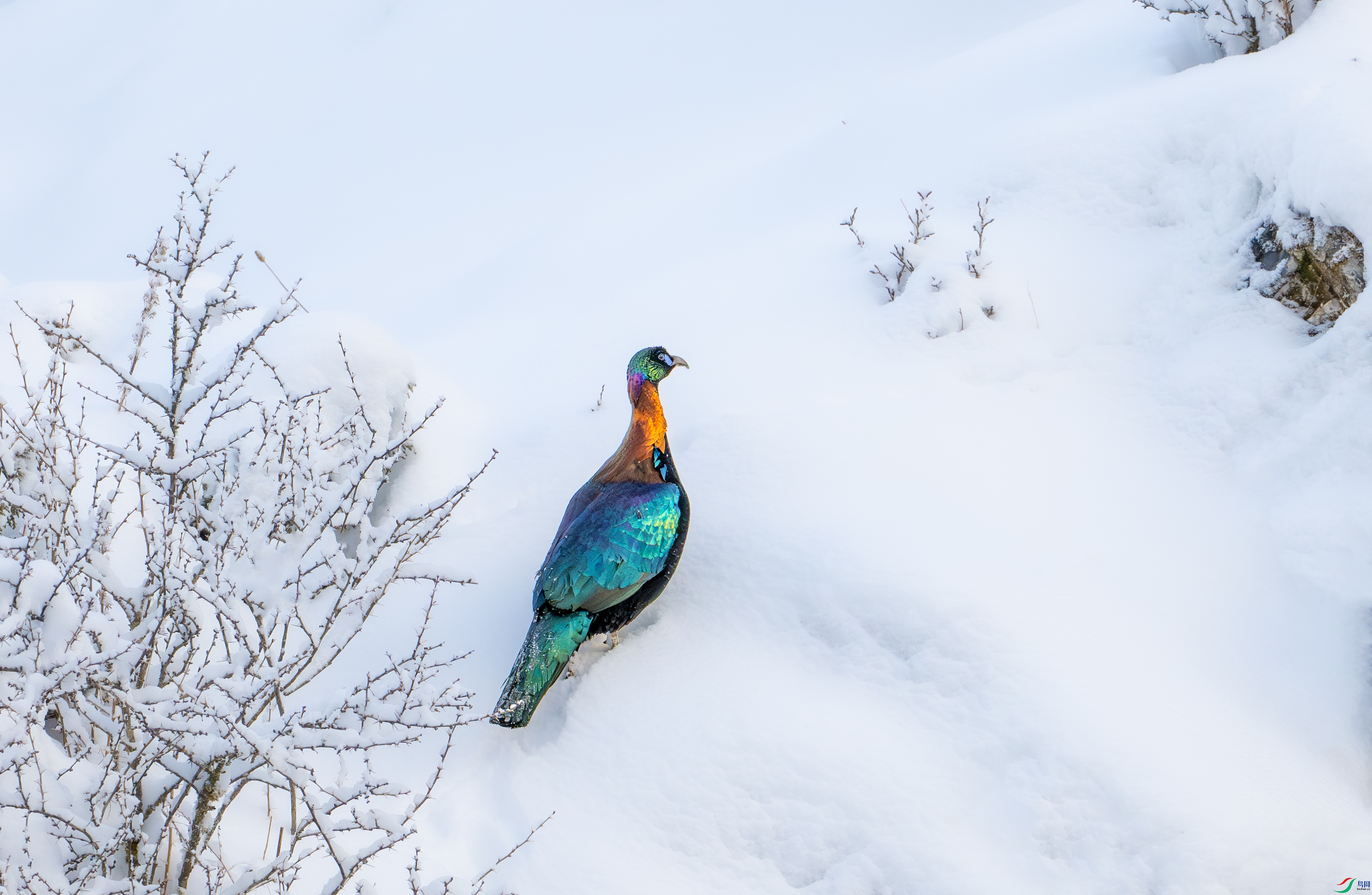 DSC_5816-1.jpg