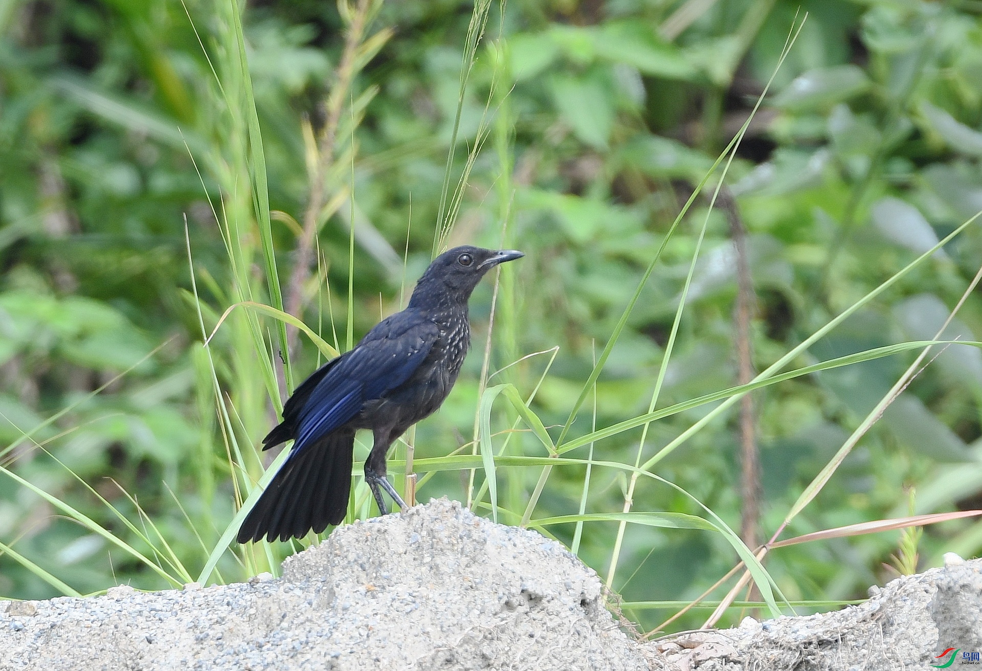 DSC_6121.jpg