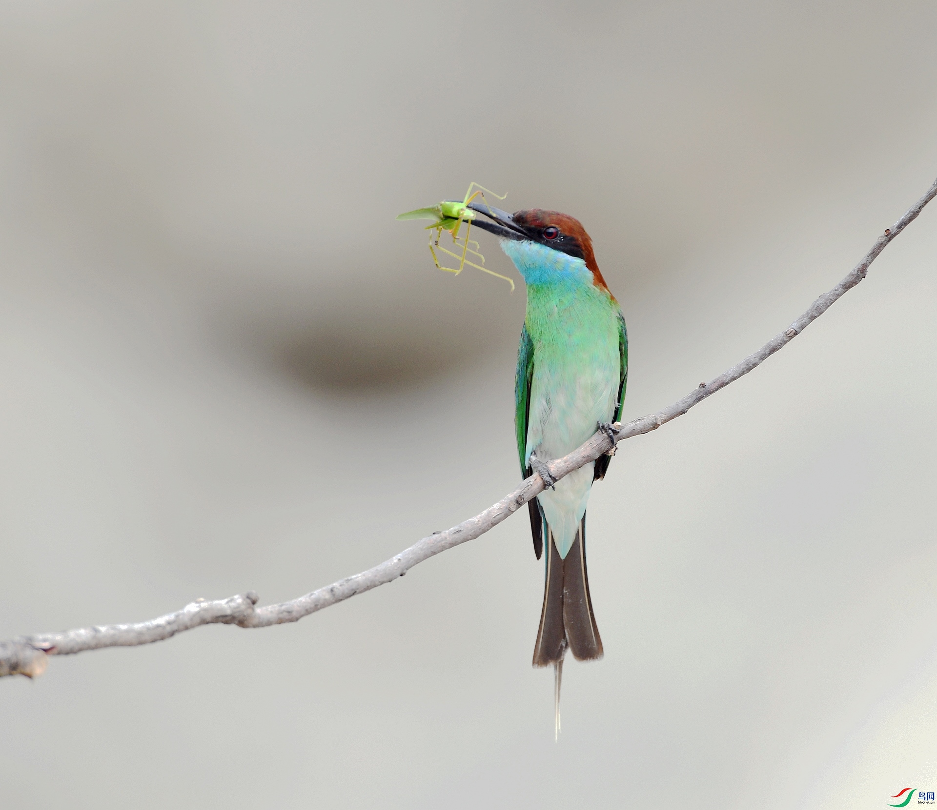DSC_0952.jpg