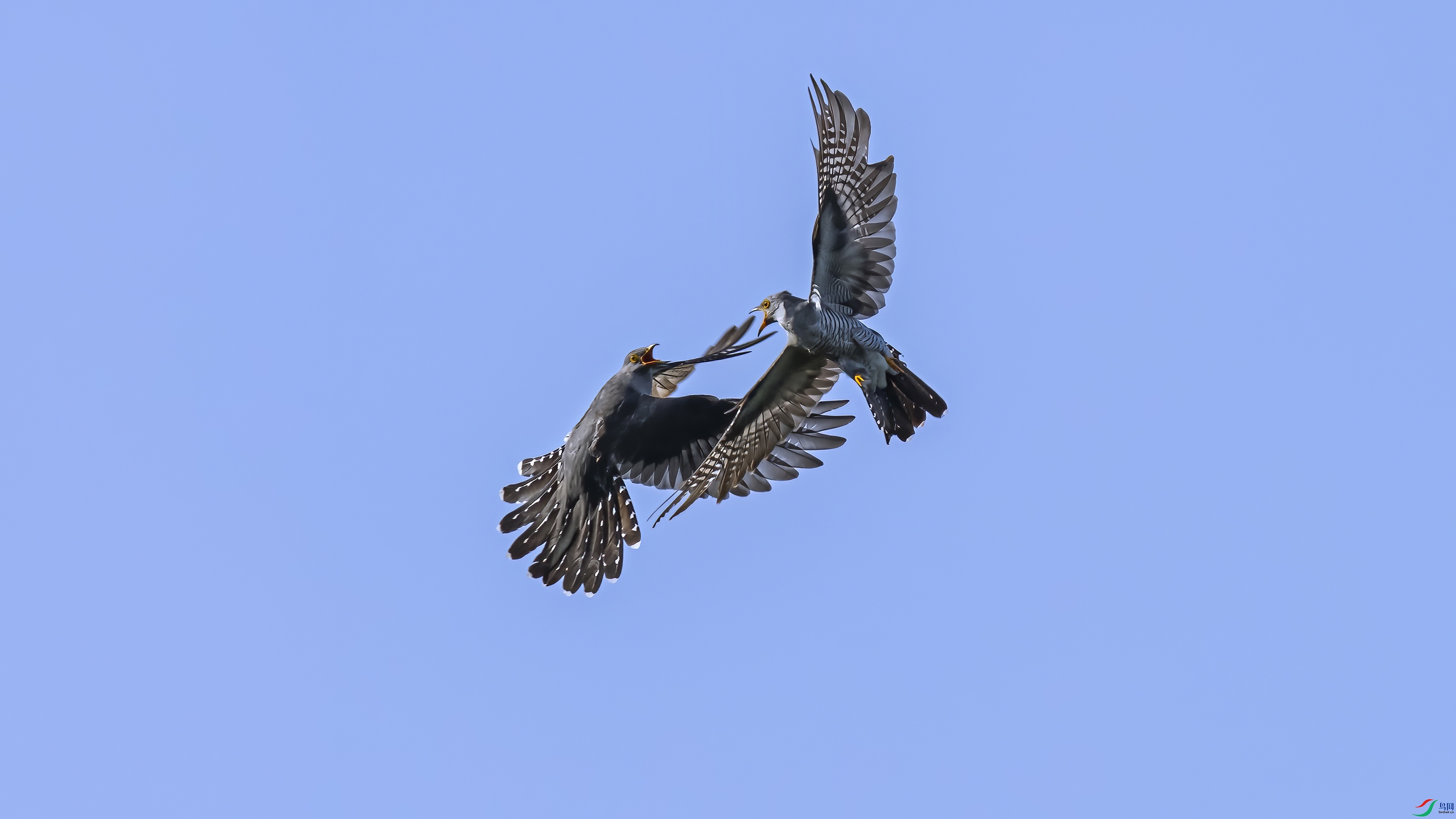 DSC05368-.jpg