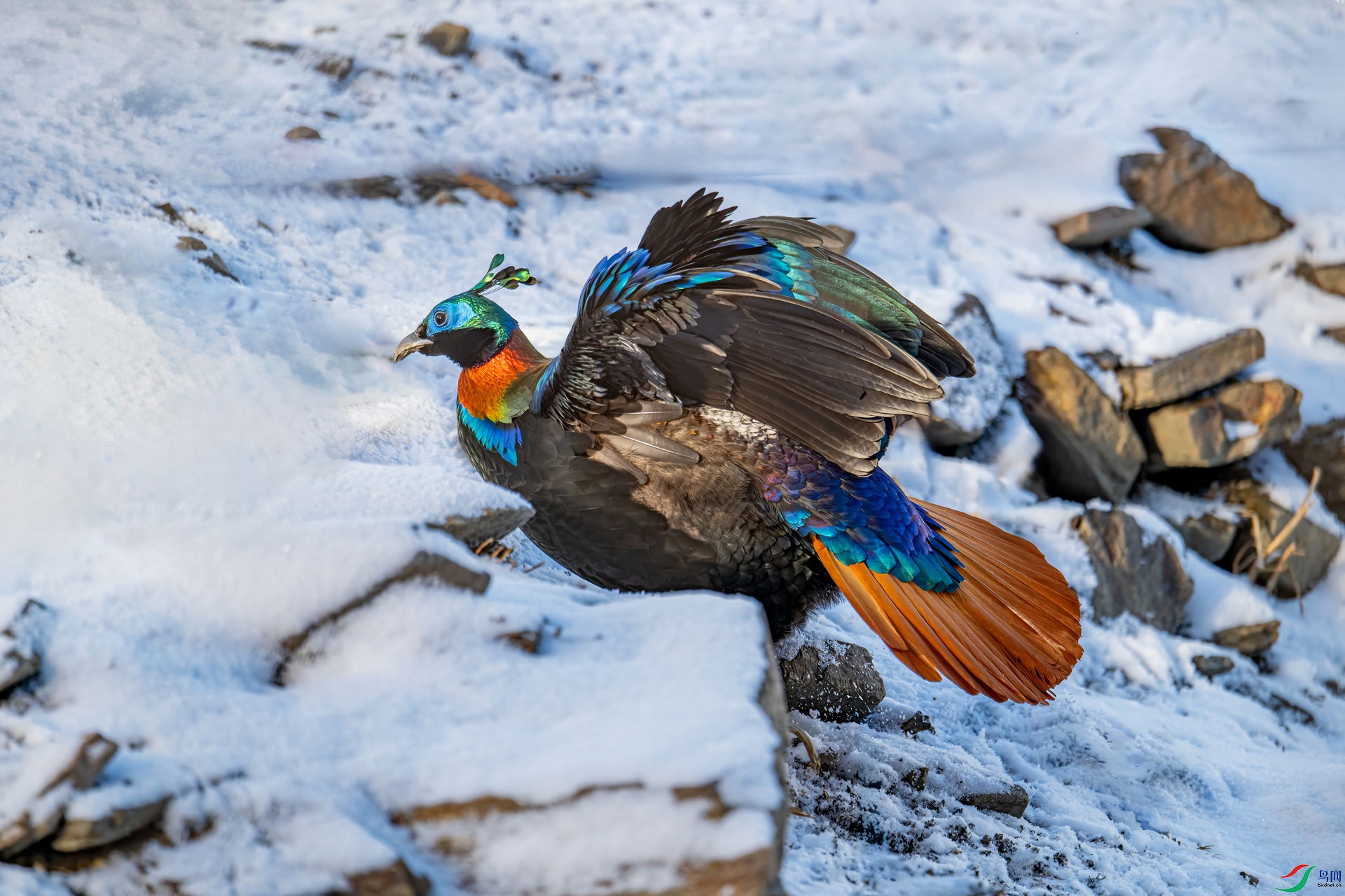 DSC_1775.jpg