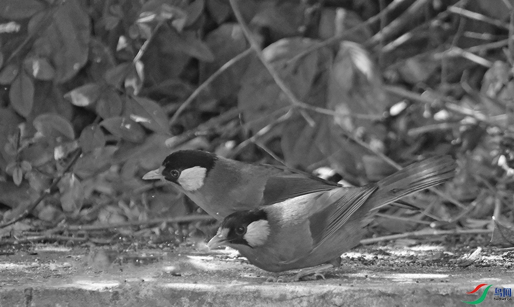 DSCF2952.1.jpg