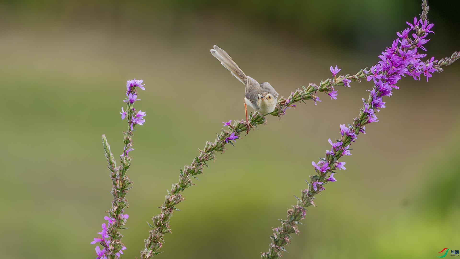 _A3A6554-1ab.jpg