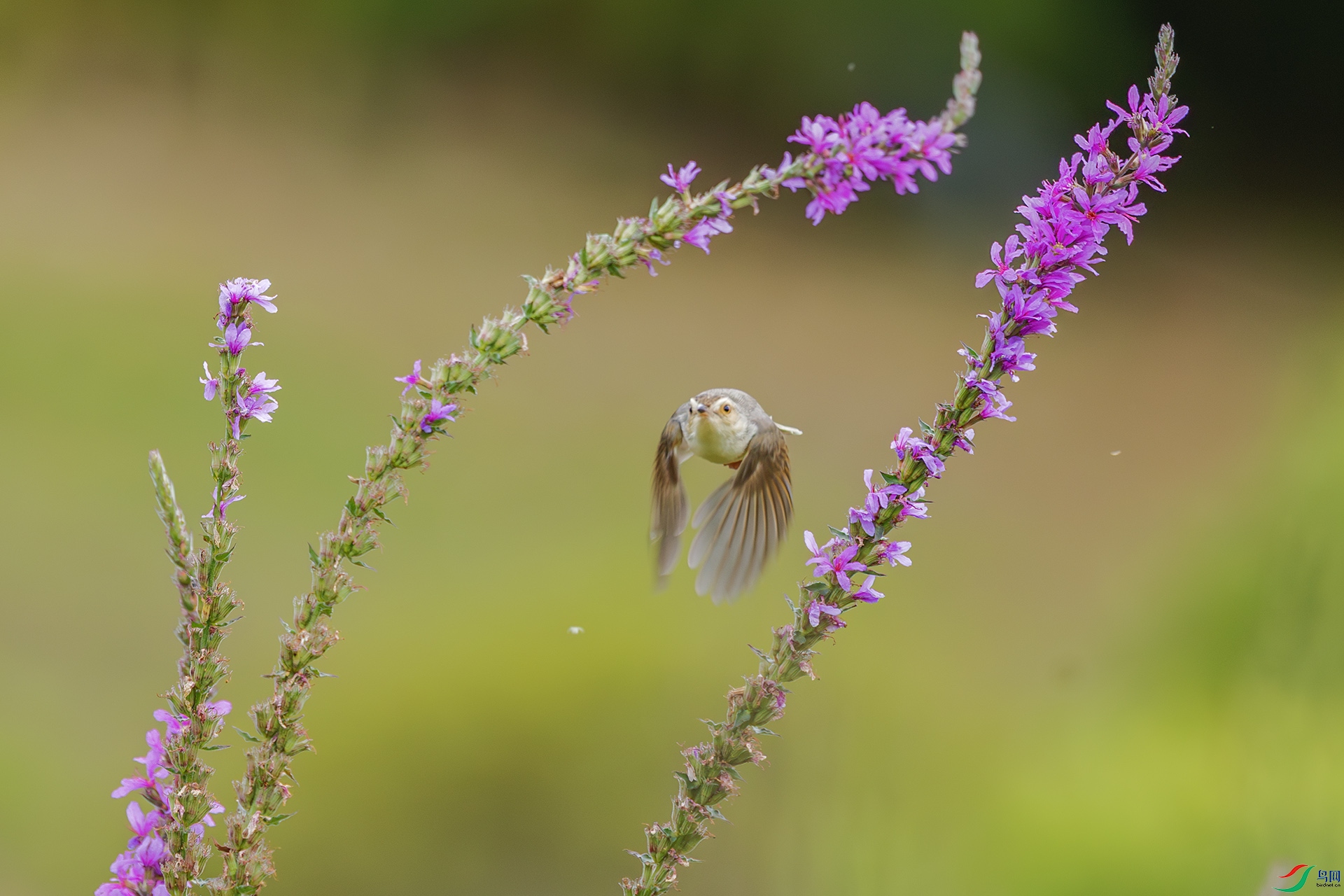 _A3A6555-1ab.jpg
