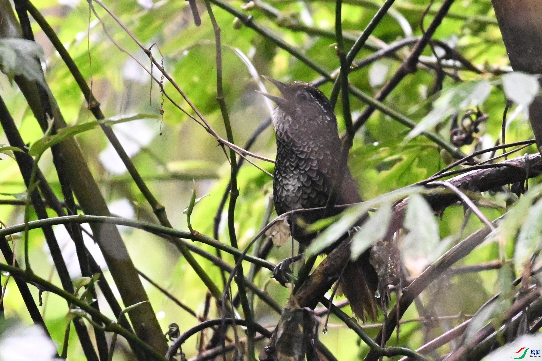 DSC_0233.JPG