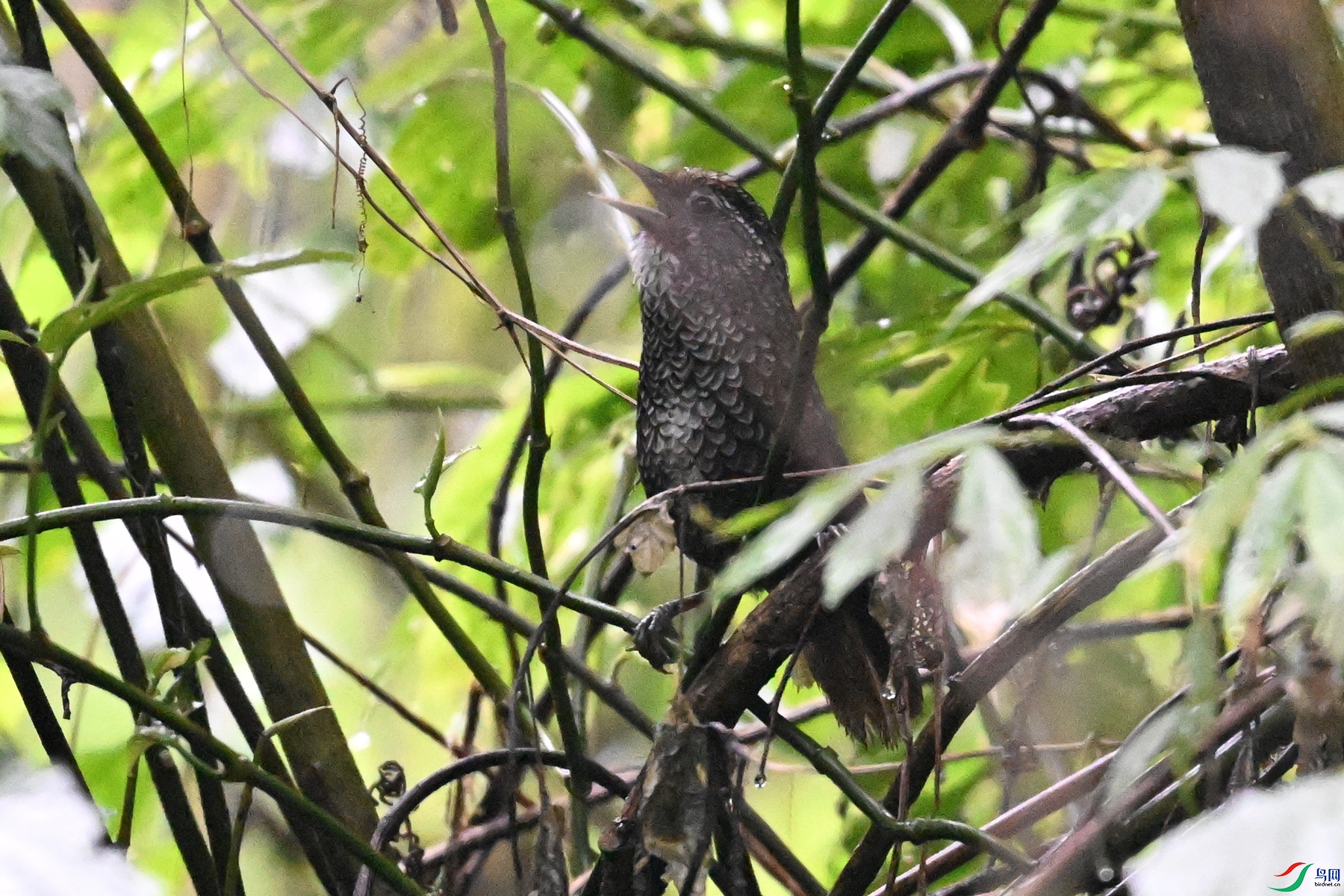 DSC_0234.JPG