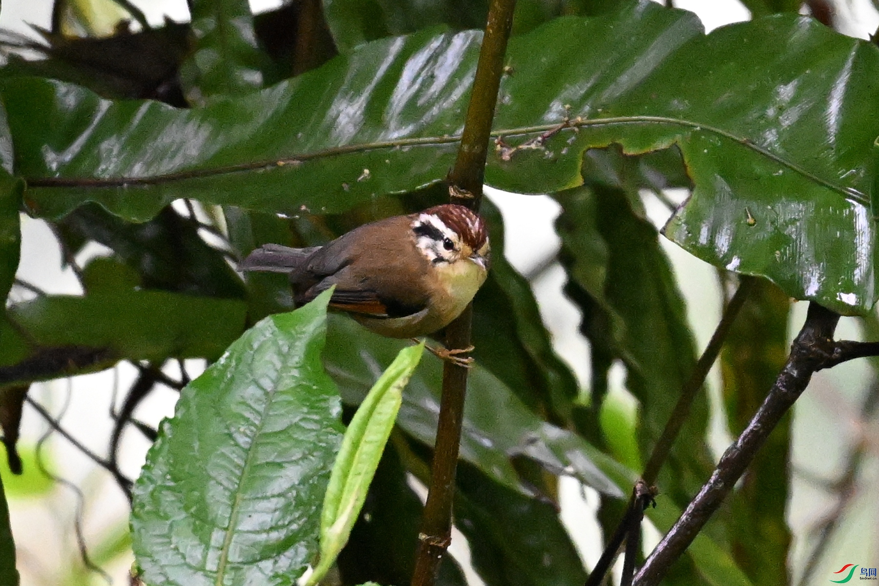 DSC_0262.JPG