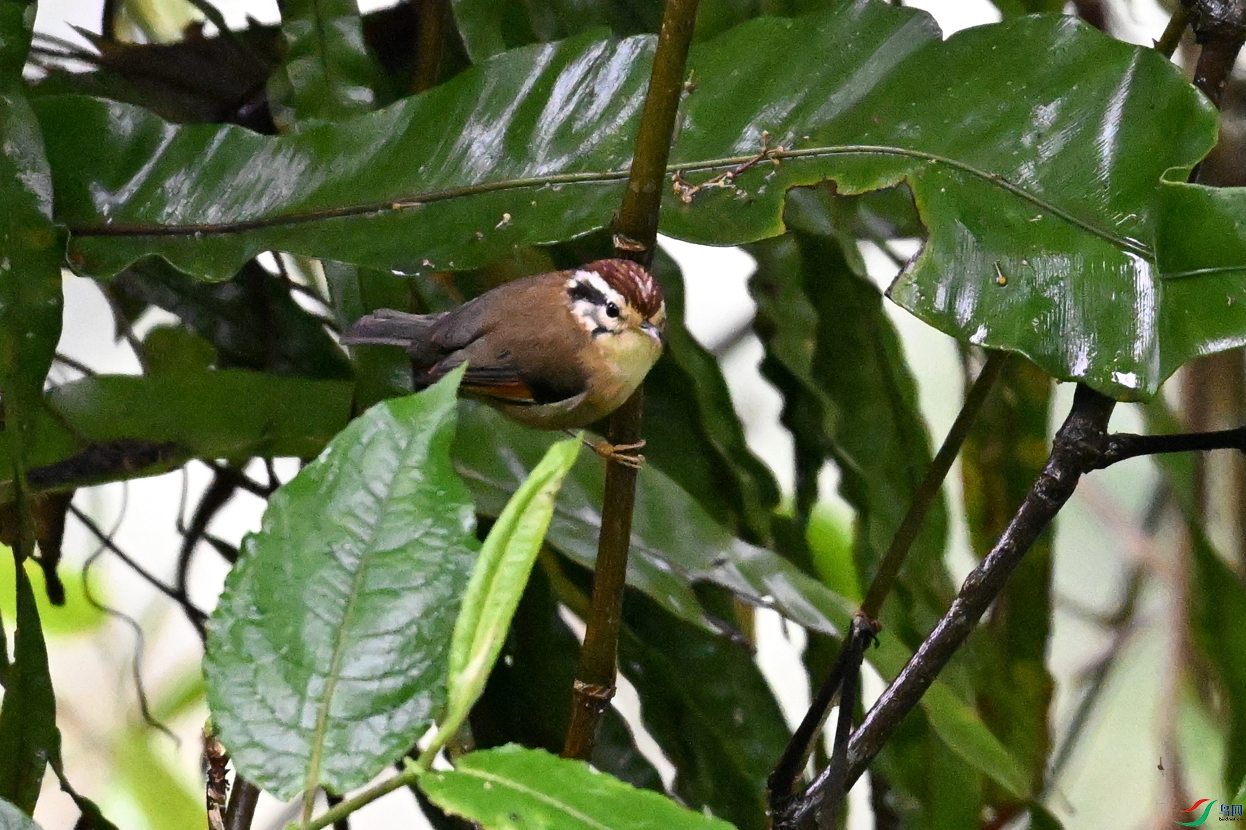 DSC_0264.JPG