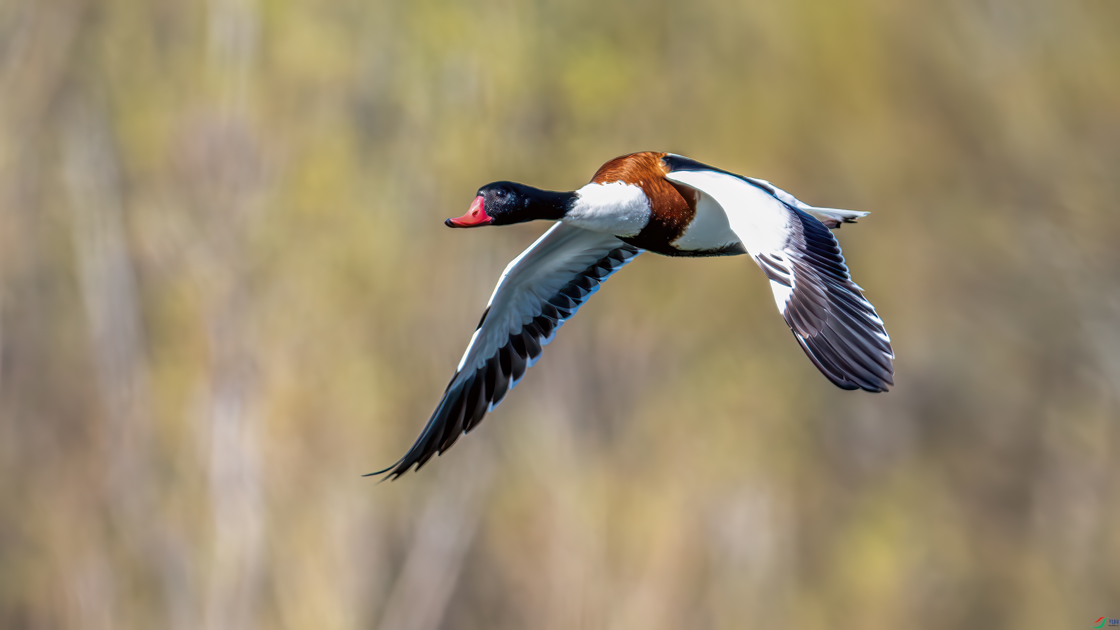 DSC_7518-����ǿ-NR.jpg