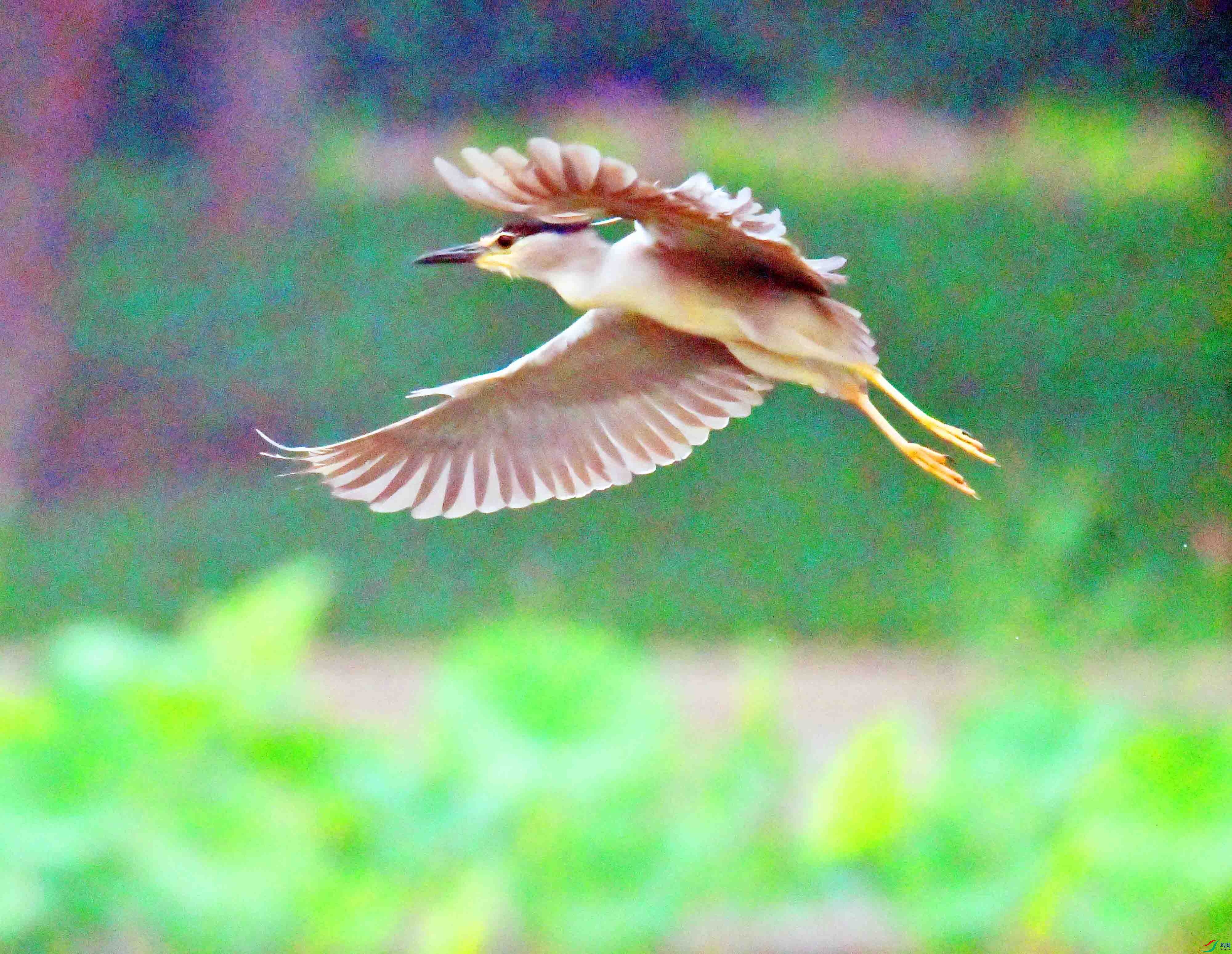 DSC_1460.JPG