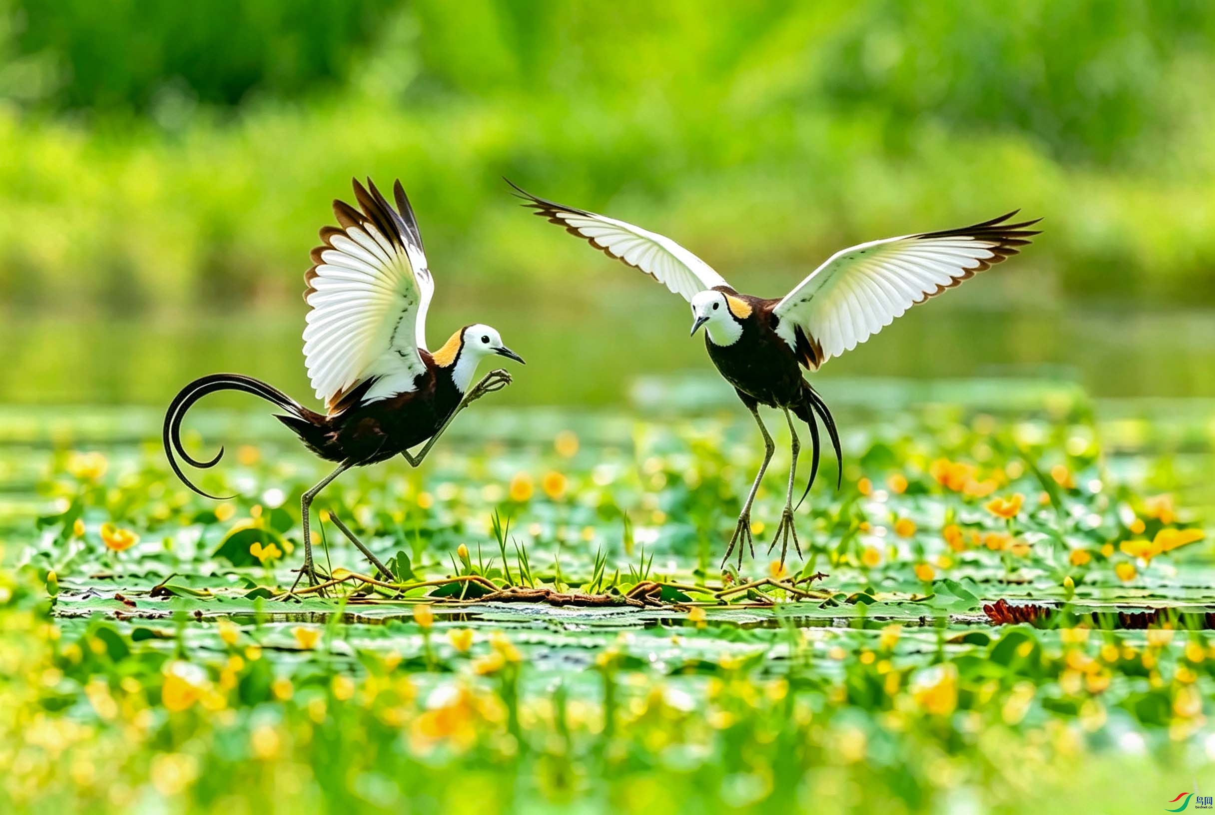 ͼƬ�޸� (2) ����ˮ��.jpg