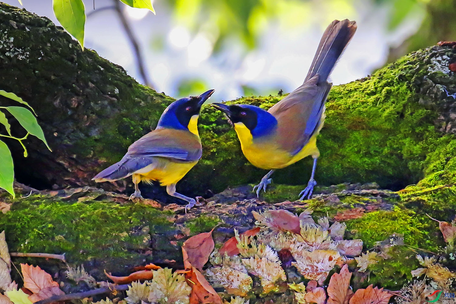 3D1A0629mv.jpg