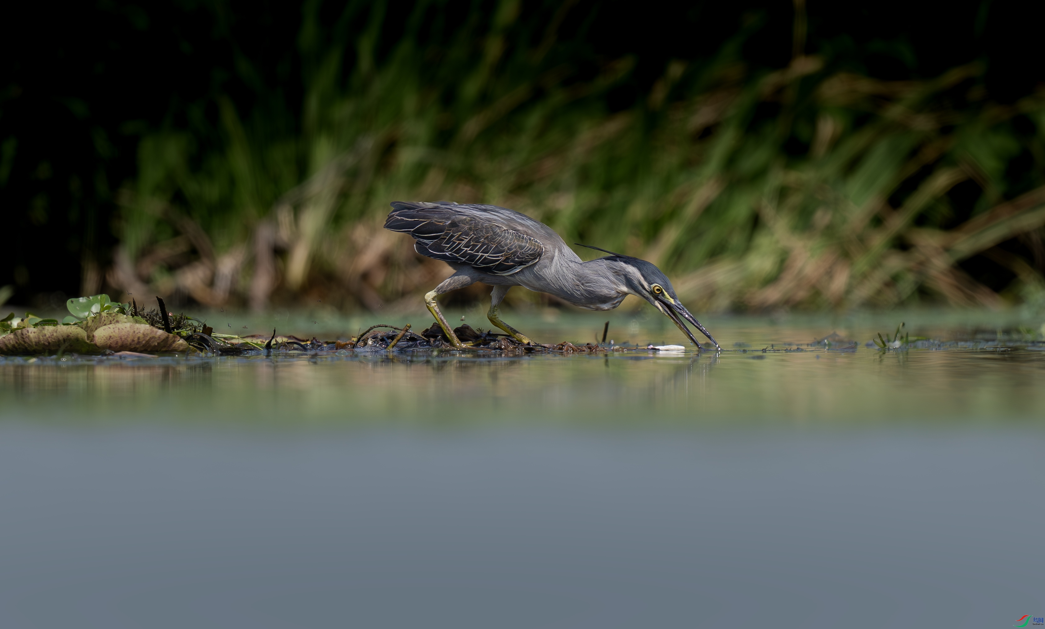 DSC_01009.jpg