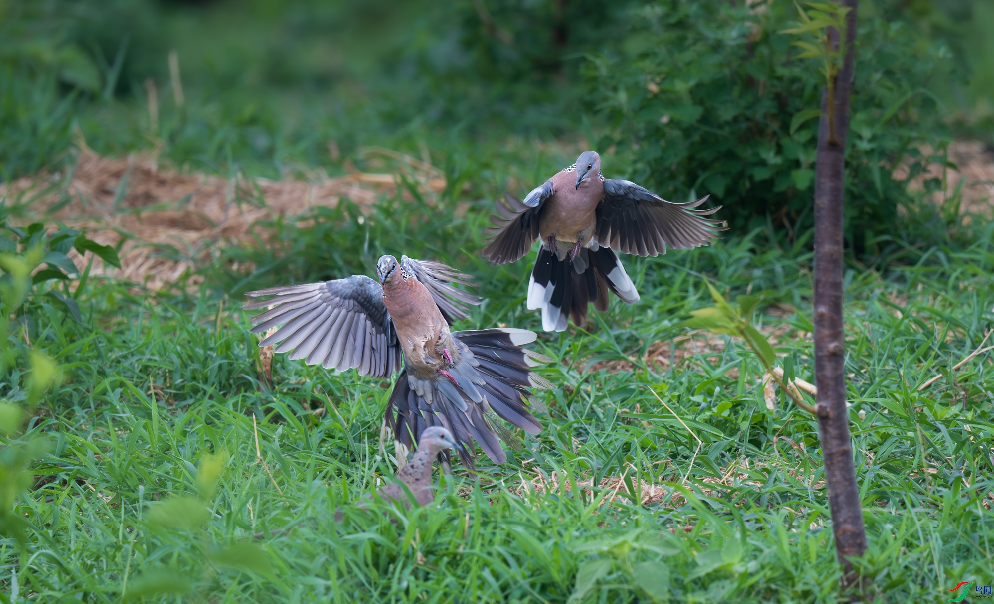 DSC_5630-1.jpg
