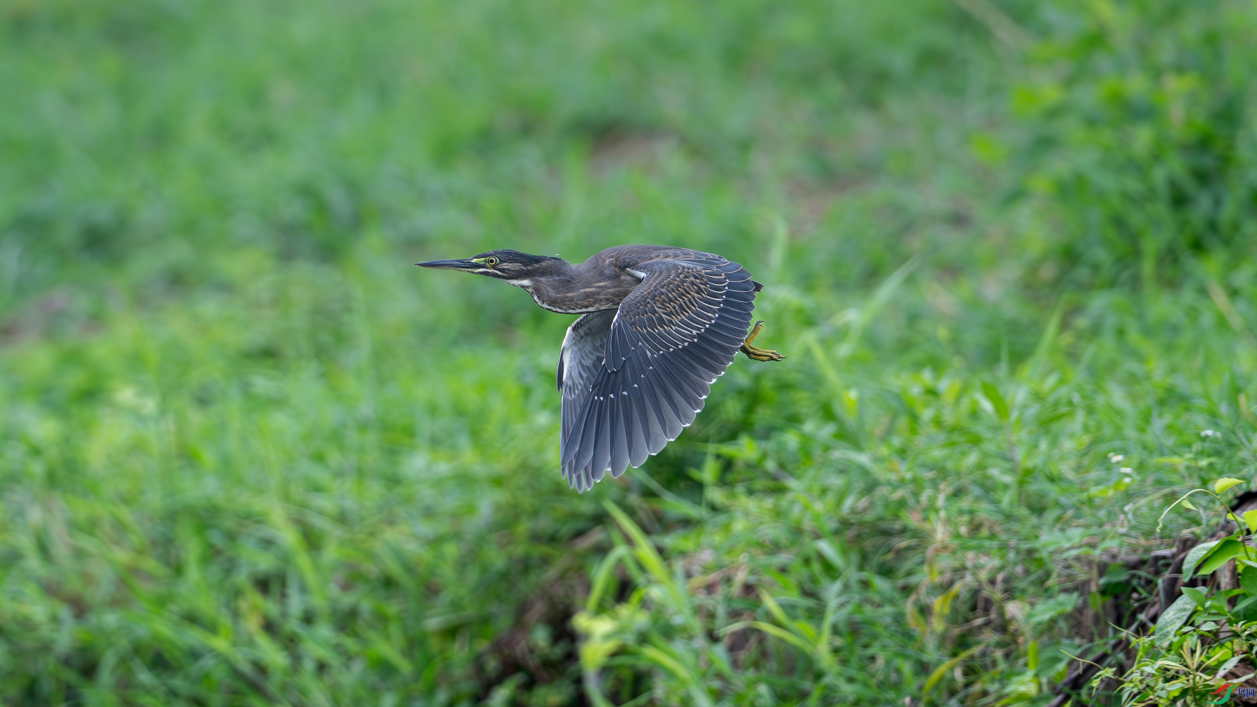 DSC_1034-1.jpg
