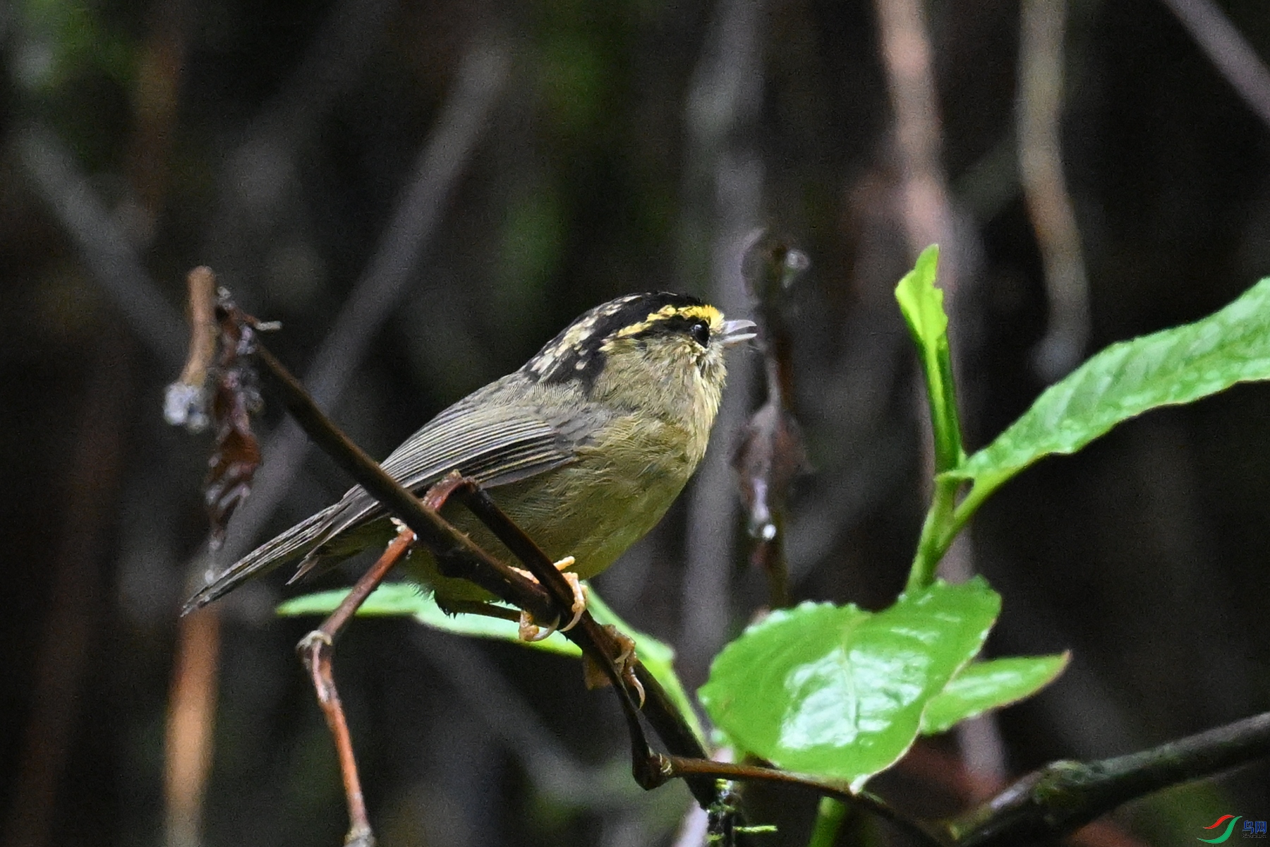 DSC_0353.JPG