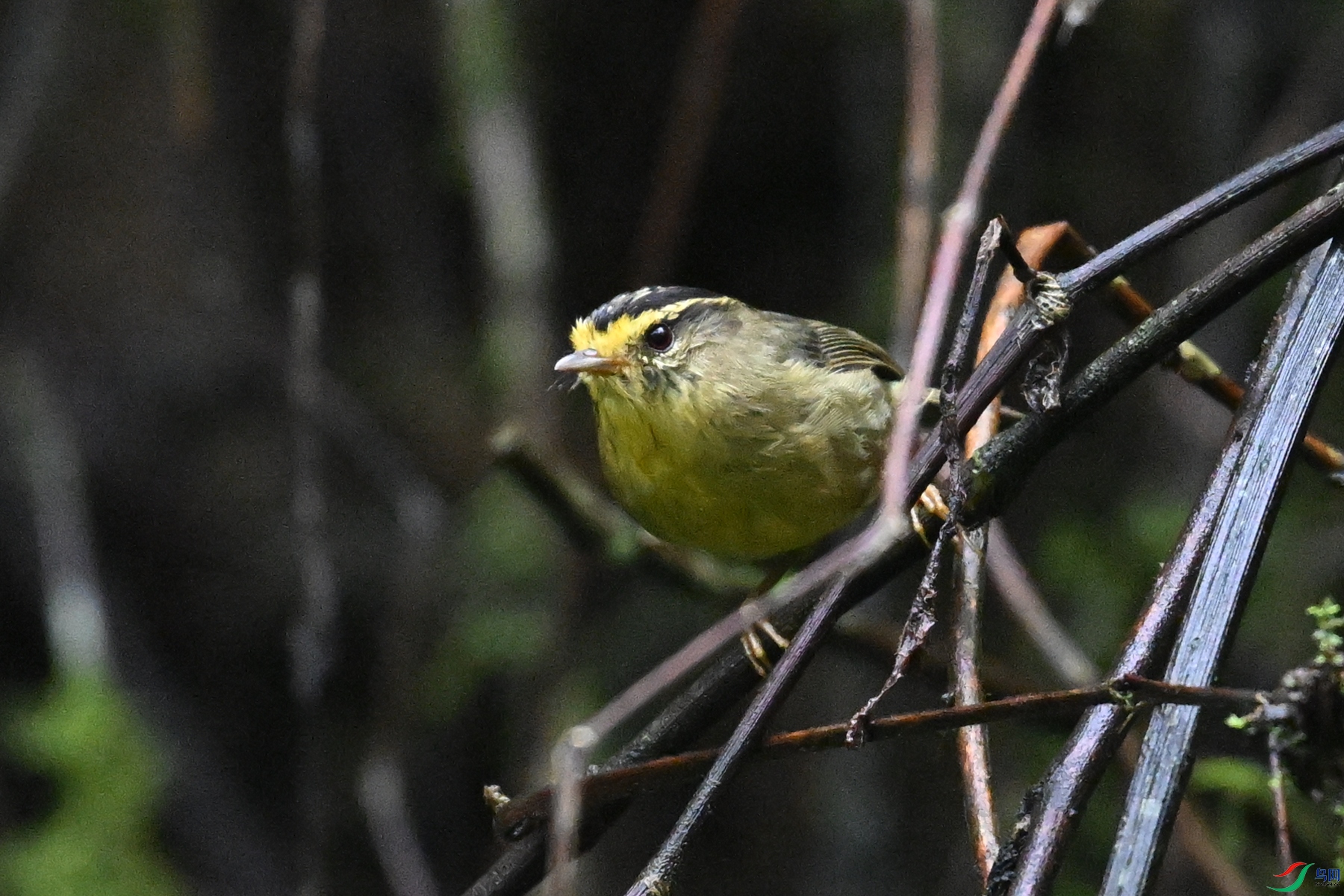 DSC_0346.JPG
