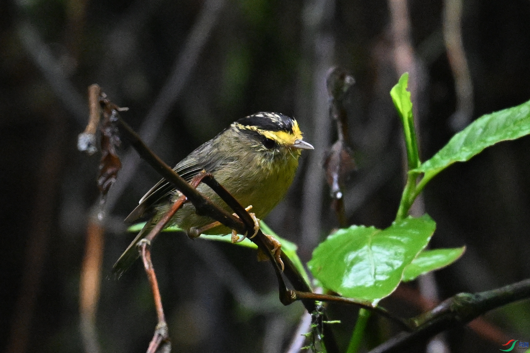 DSC_0348.JPG