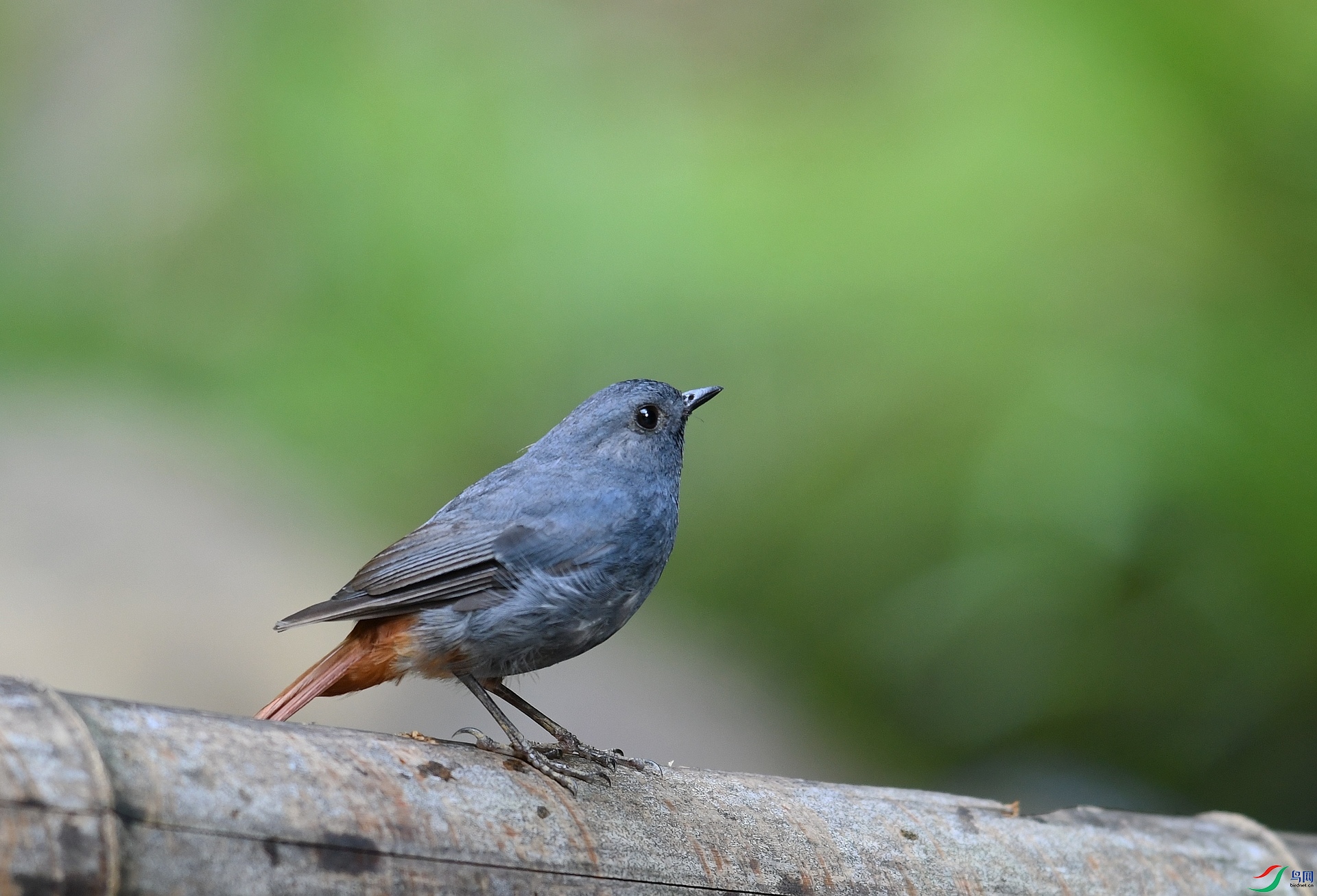 DSC_3737.jpg