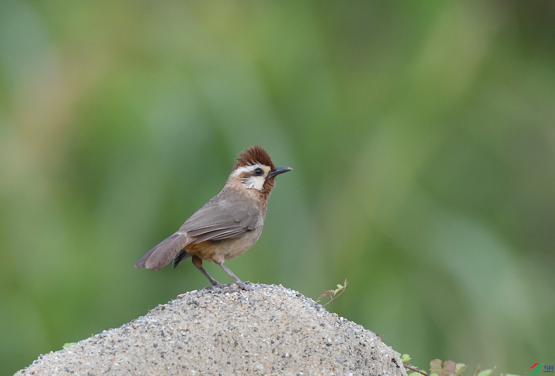 DSC_4438.jpg