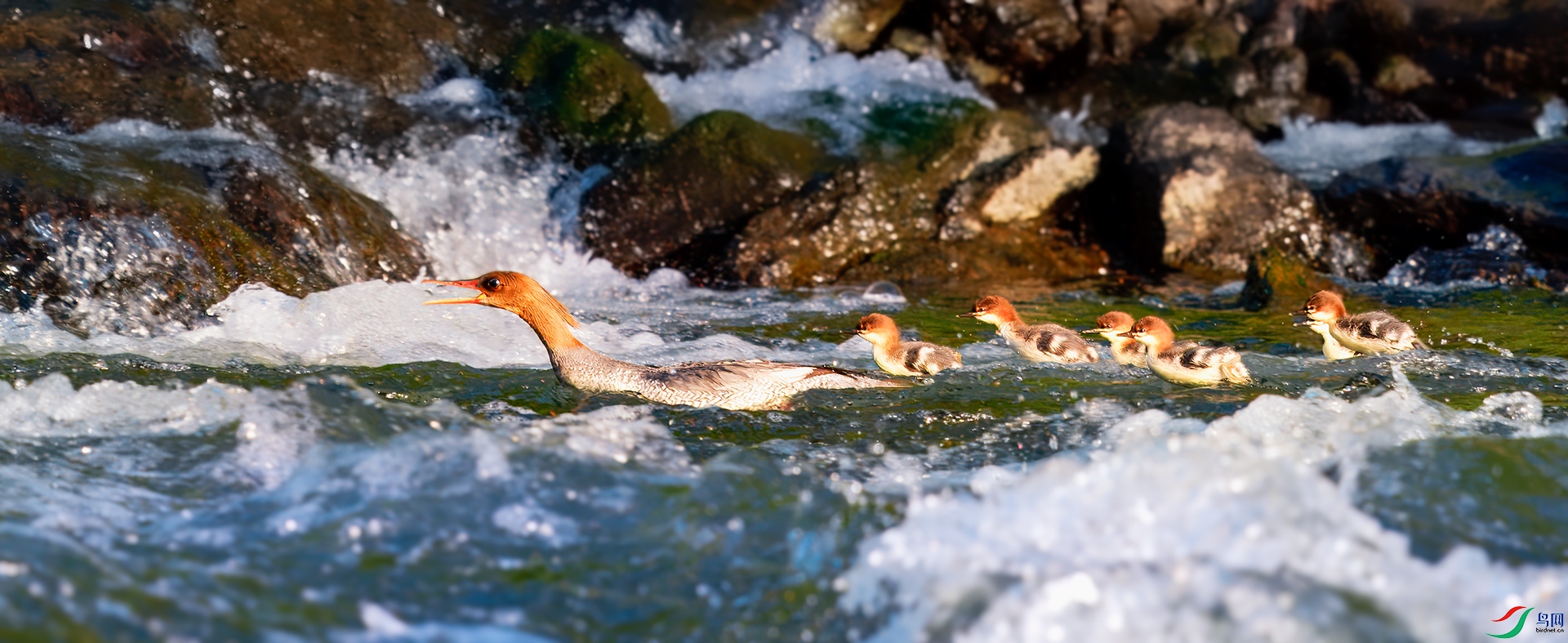 0_DSC3365-topaz-rawdenoise.jpg