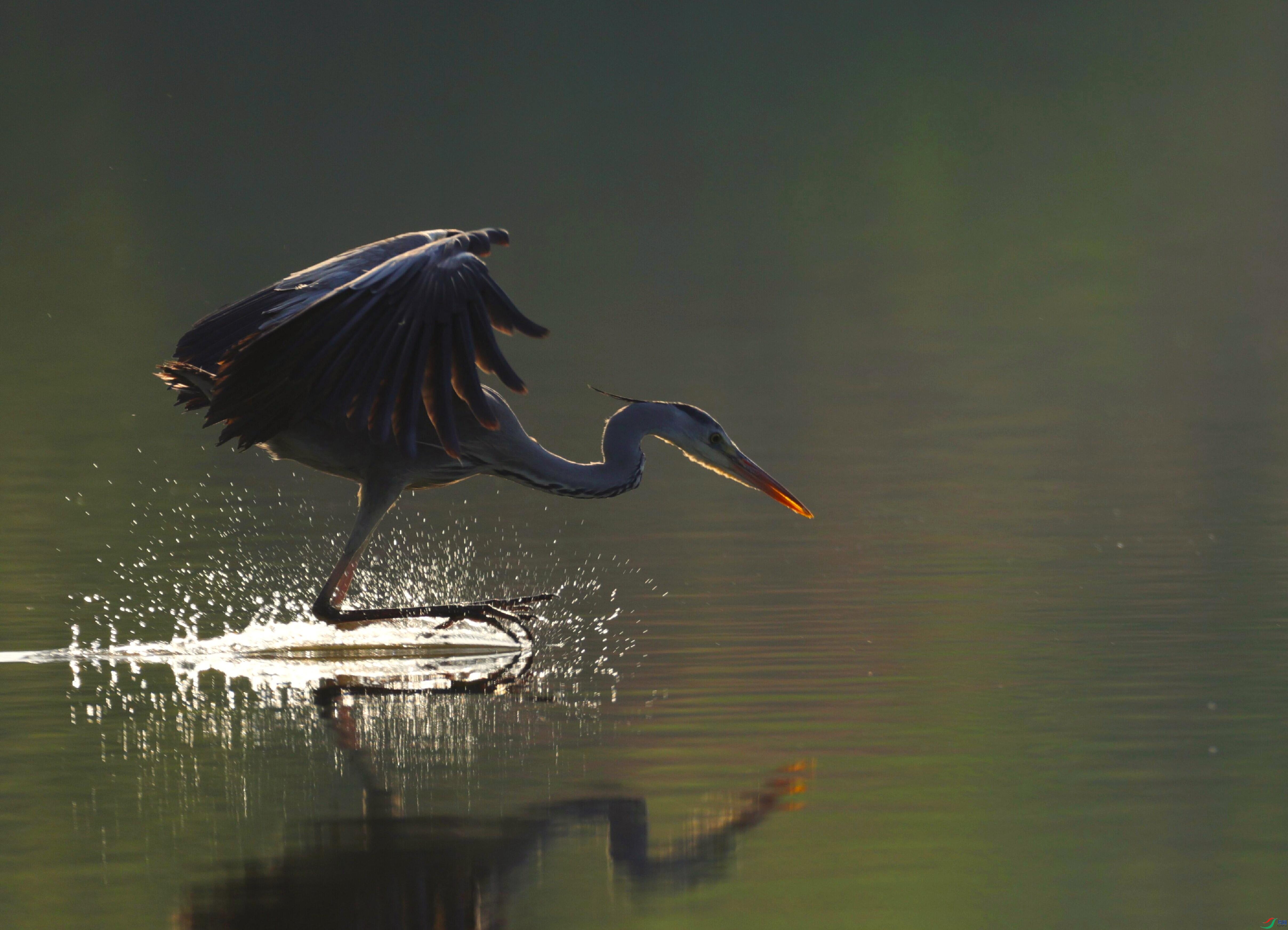 601A0636_proc_proc_pro-0c-9-8.jpg