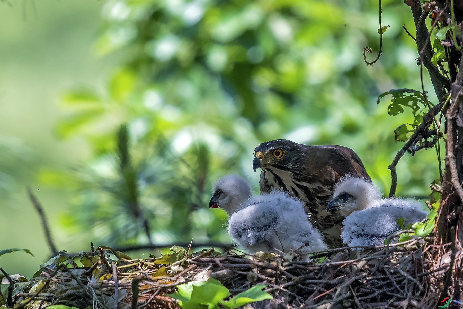 DSC_1709a.jpg
